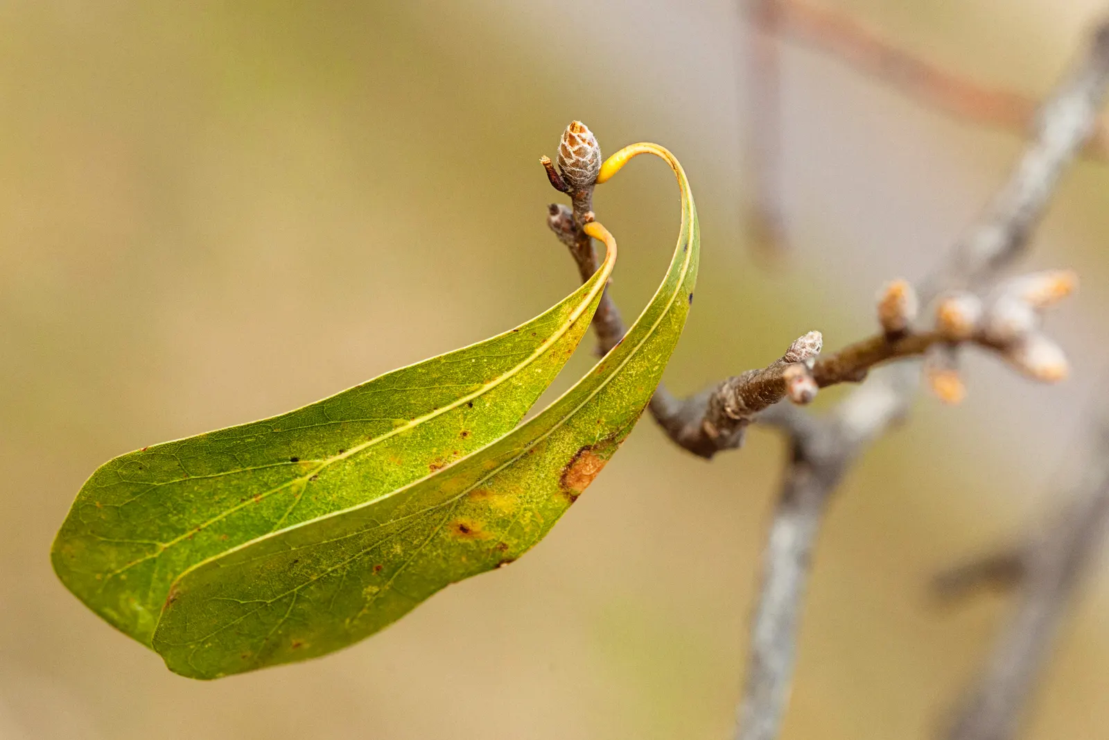 Water Oak (Quercus Nigra) — shaped like a spatula approximately 2 to 4 inches long