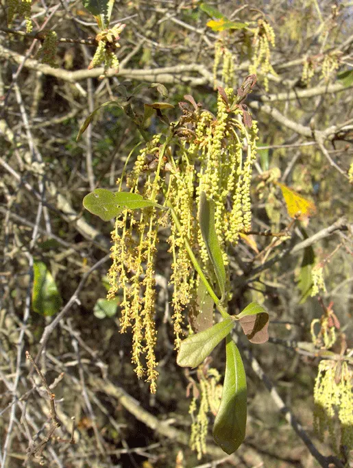 Water Oak (Quercus Nigra) — Quercus nigra, commonly known as Water Oak, is a fast-growing deciduous hardwood
