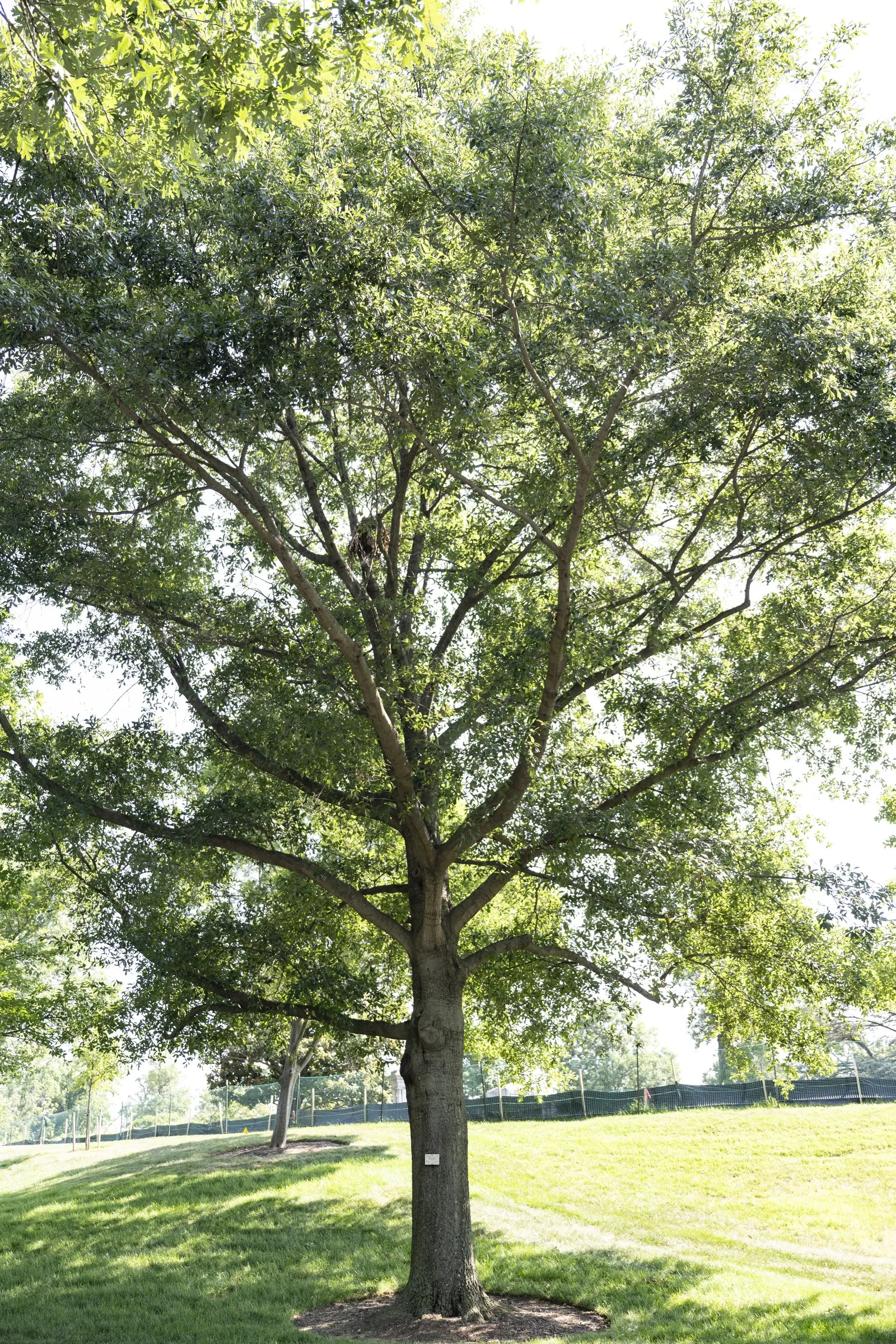 Water Oak (Quercus Nigra) — It features a broad, rounded canopy with smooth-edged, spatula-shaped leaves that turn yellow-brown in fall