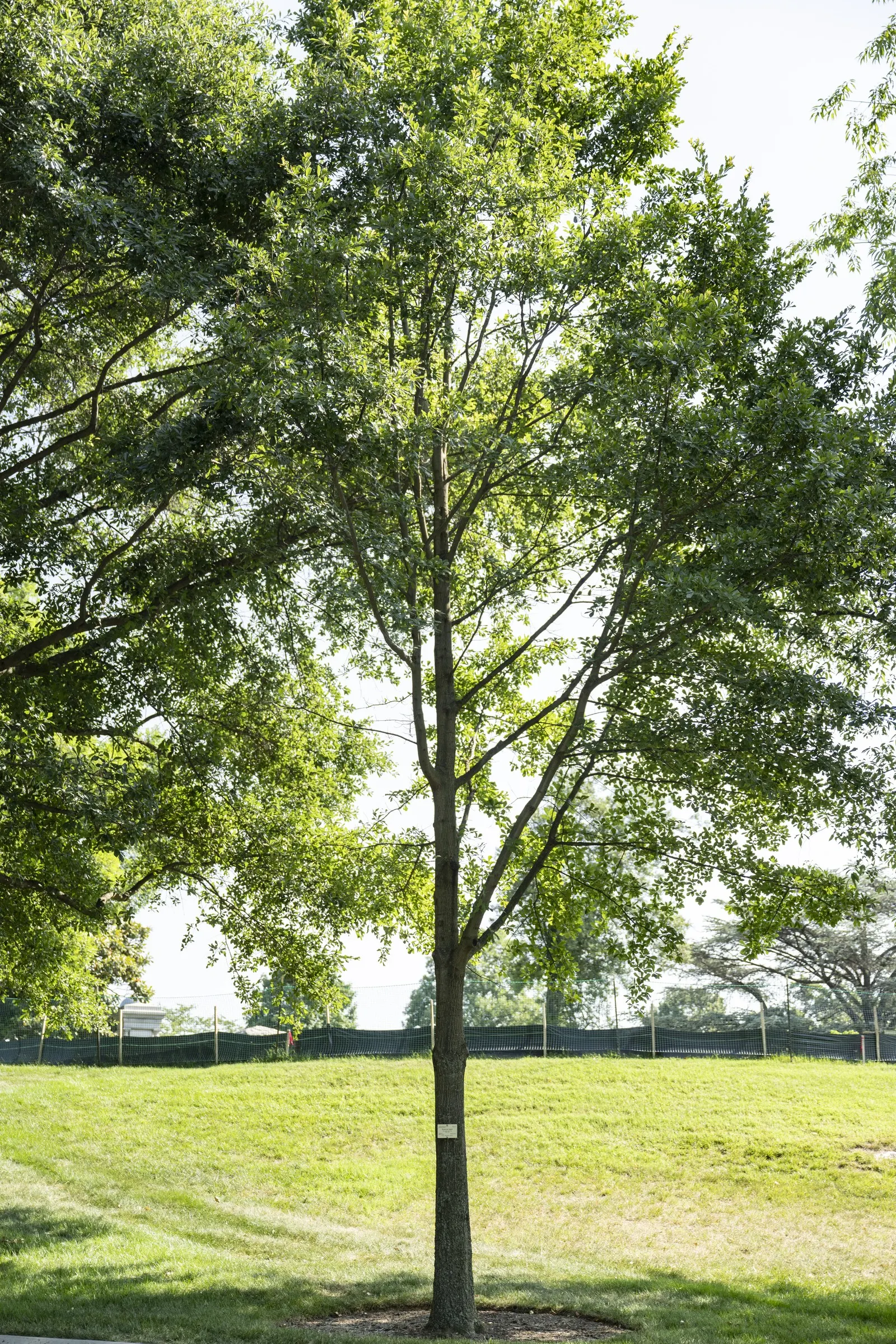 Water Oak (Quercus Nigra) — although it prefers acidic