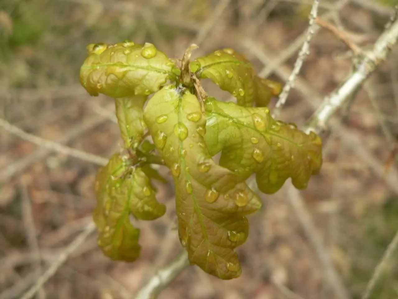 Water Oak (Quercus Nigra) — it thrives in USDA zones 6-9; quercus nigra, commonly known as Water Oak, is a fast-growing deciduous hardwood