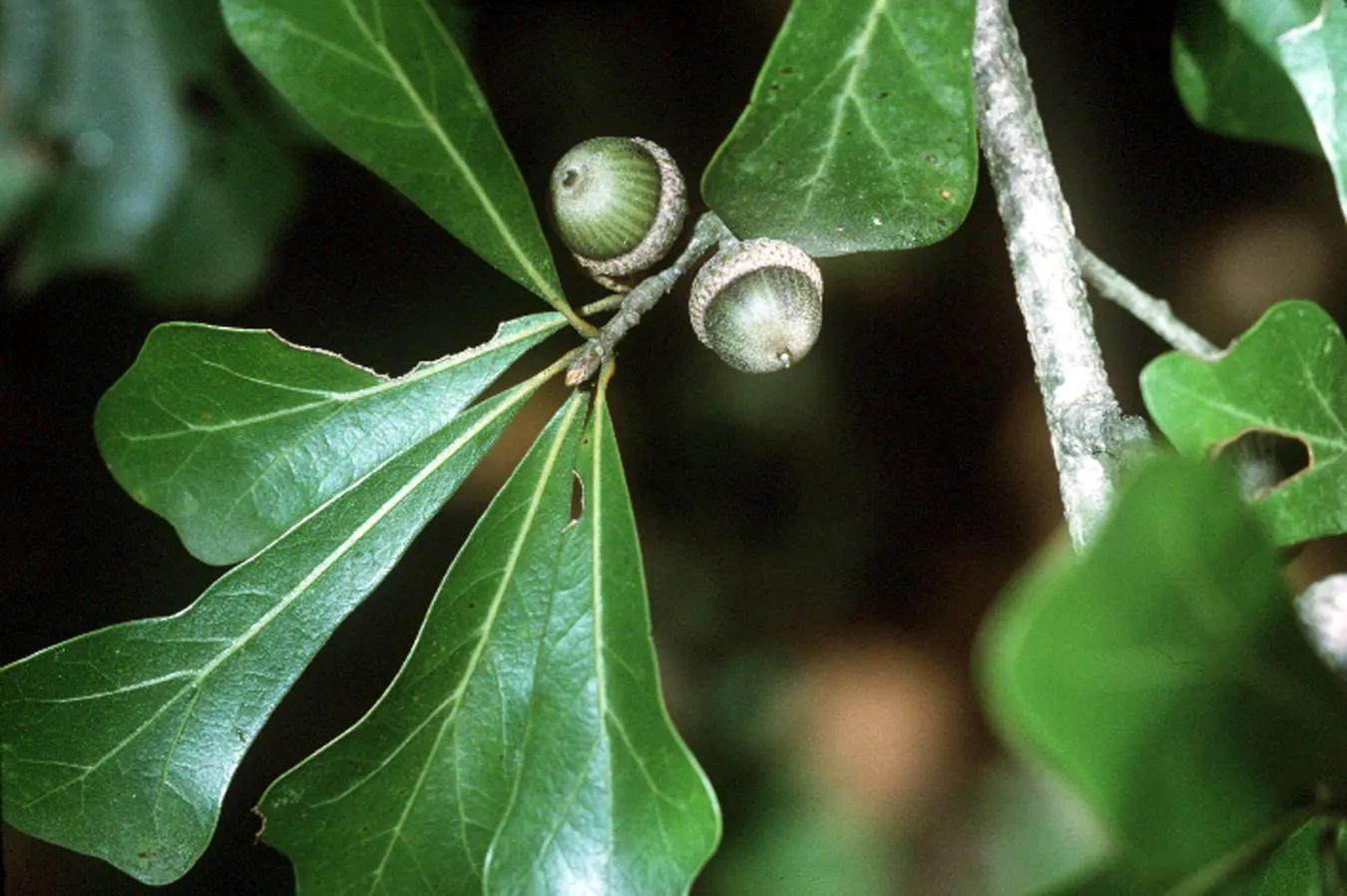 Water Oak (Quercus Nigra) — scientific name Quercus nigra