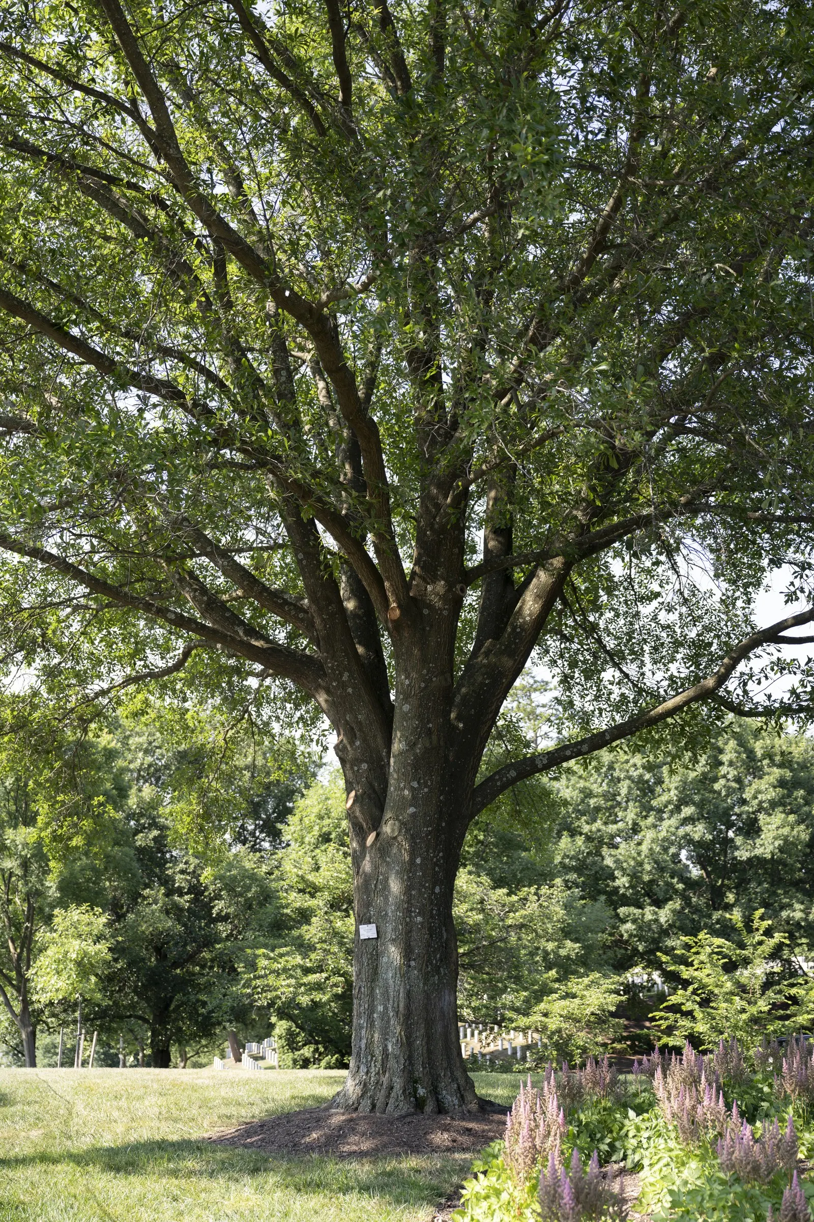 Water Oak (Quercus Nigra) — offering ample shade and ornamental value.<br><br>Suitable for USDA hardiness zones 6 through 9