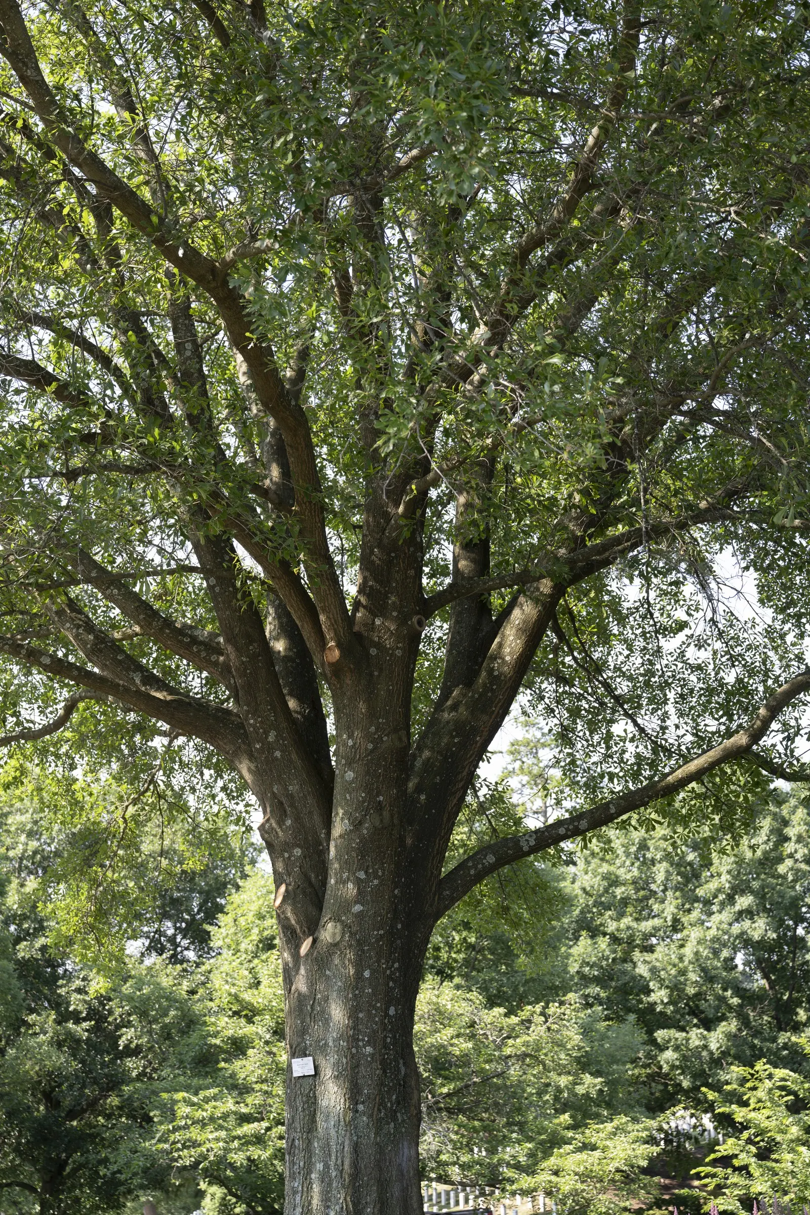 Water Oak (Quercus Nigra) — This oak commonly reaches heights of 50 to 80 feet with a canopy spread up to 60 feet