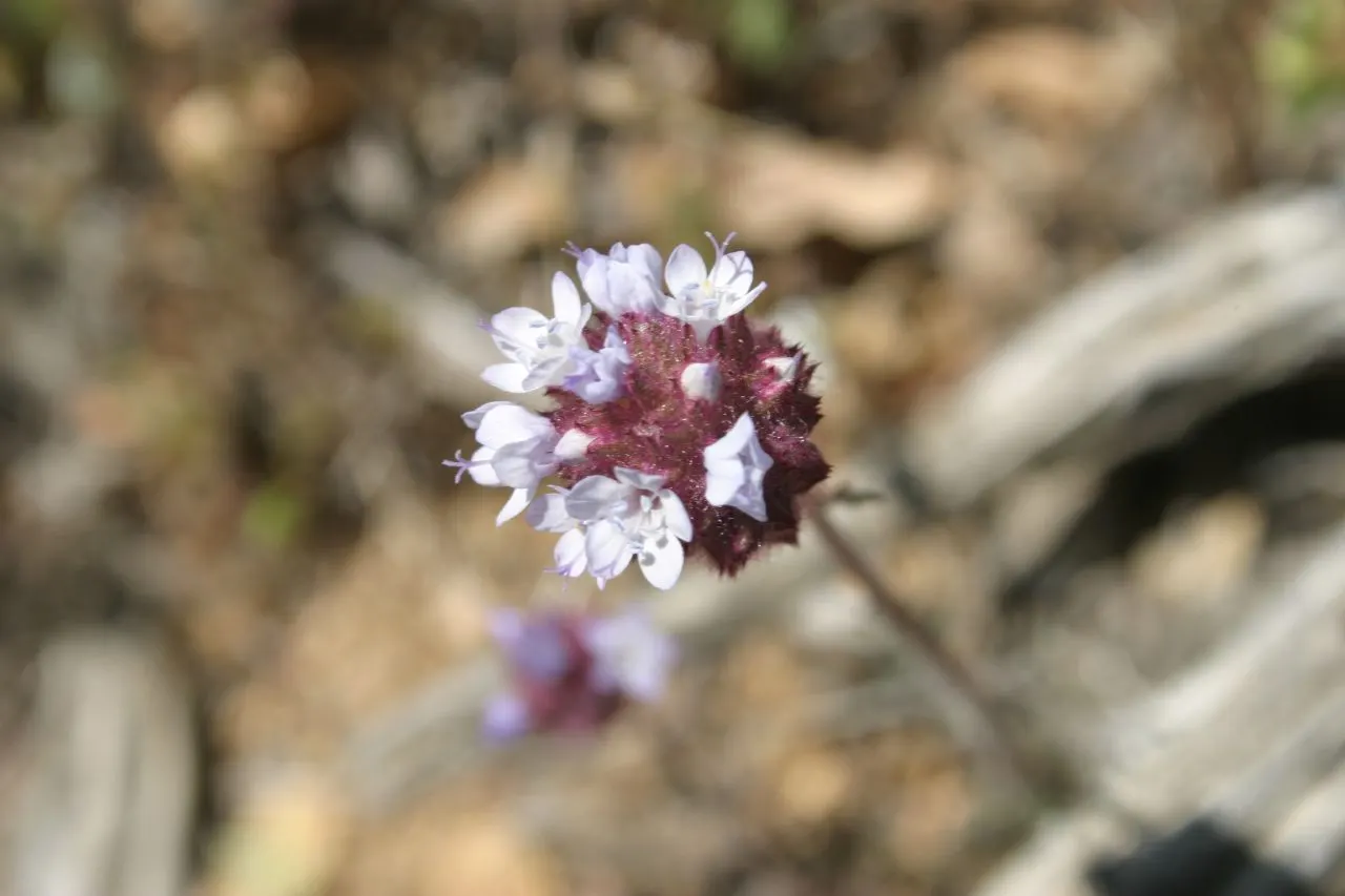 Blue Thimble Flower, Globe Gilia (Gilia Capitata) — thriving in USDA zones 3 through 9