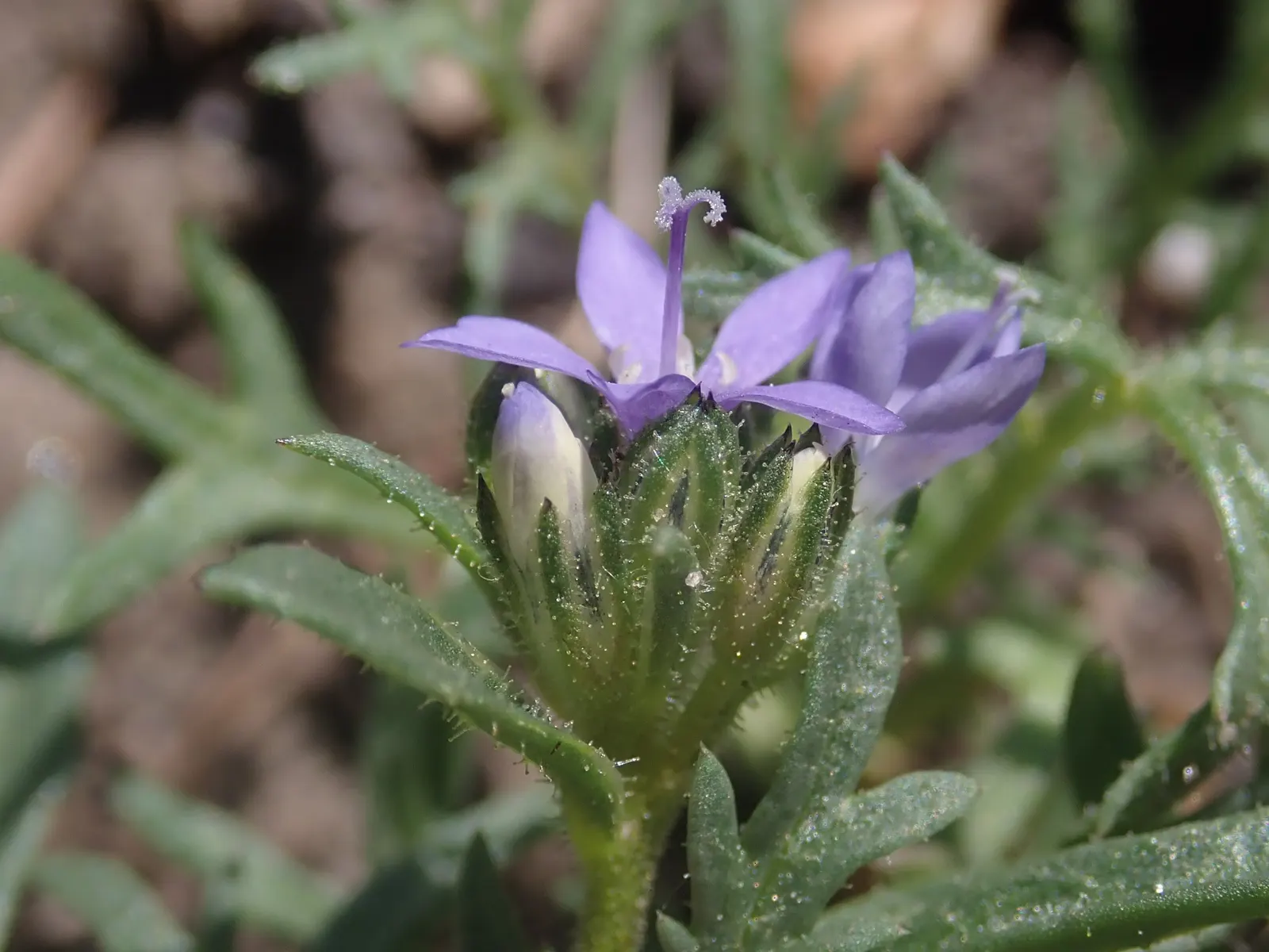 Blue Thimble Flower, Globe Gilia (Gilia Capitata) — measuring approximately 1 inch in diameter; blue and violet flowers in the garden