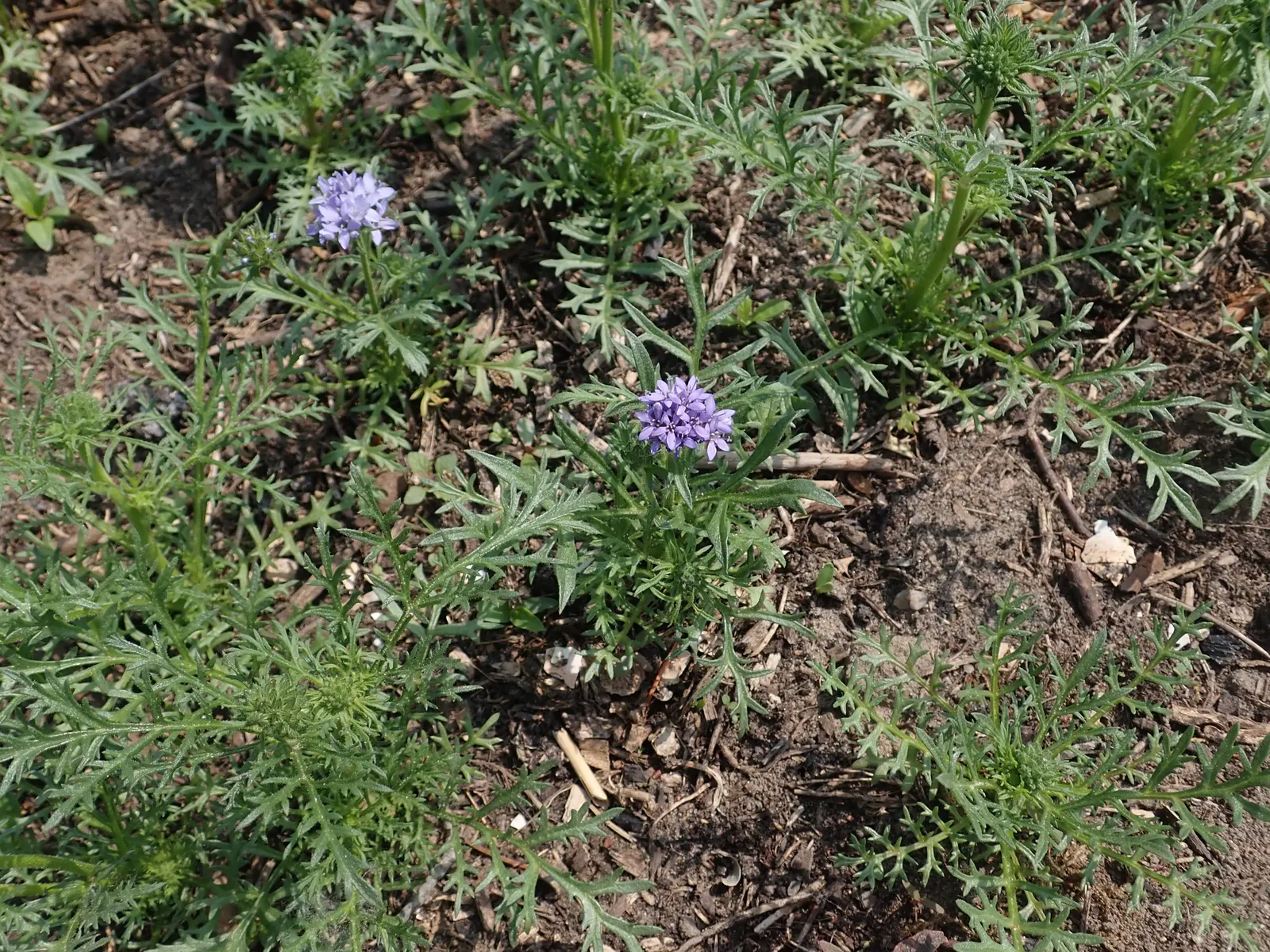 Blue Thimble Flower, Globe Gilia (Gilia Capitata) — are magnets for pollinators