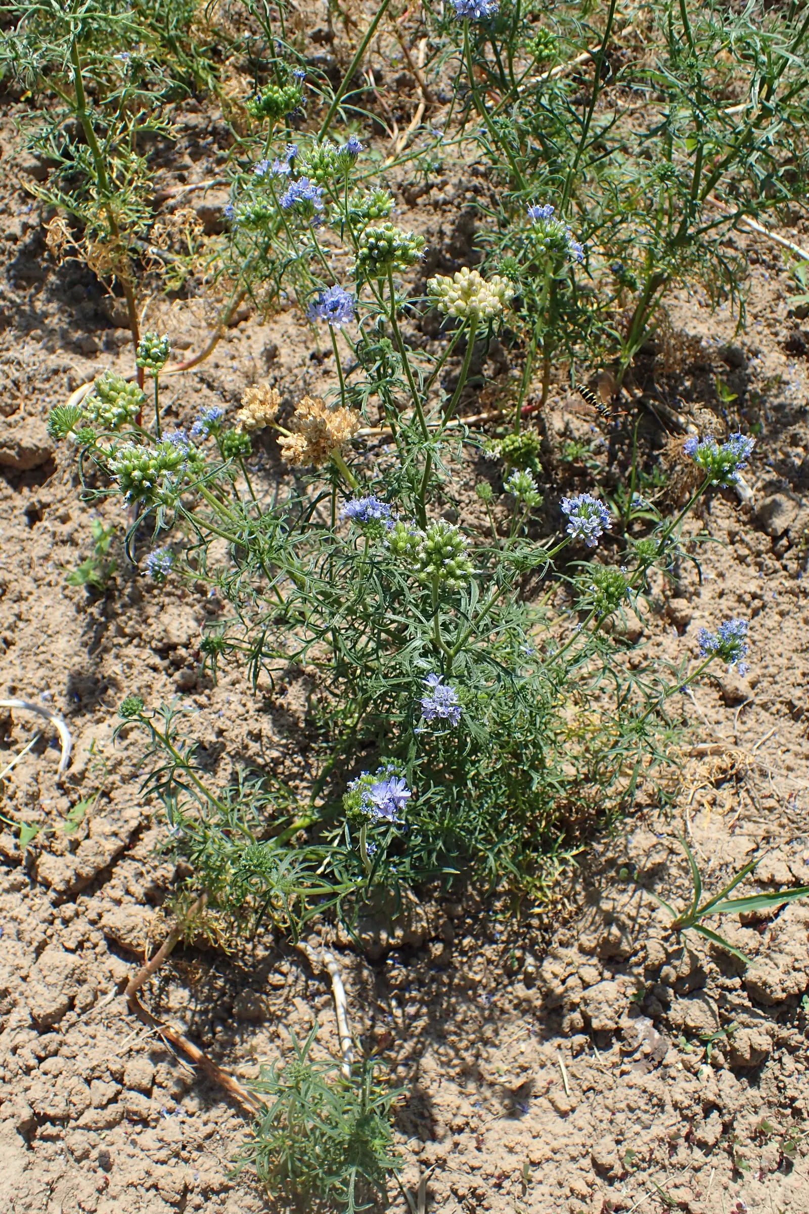 Blue Thimble Flower, Globe Gilia (Gilia Capitata) — prized for its striking blue-violet inflorescences; these delicate blossoms, assembled in dense, image 61