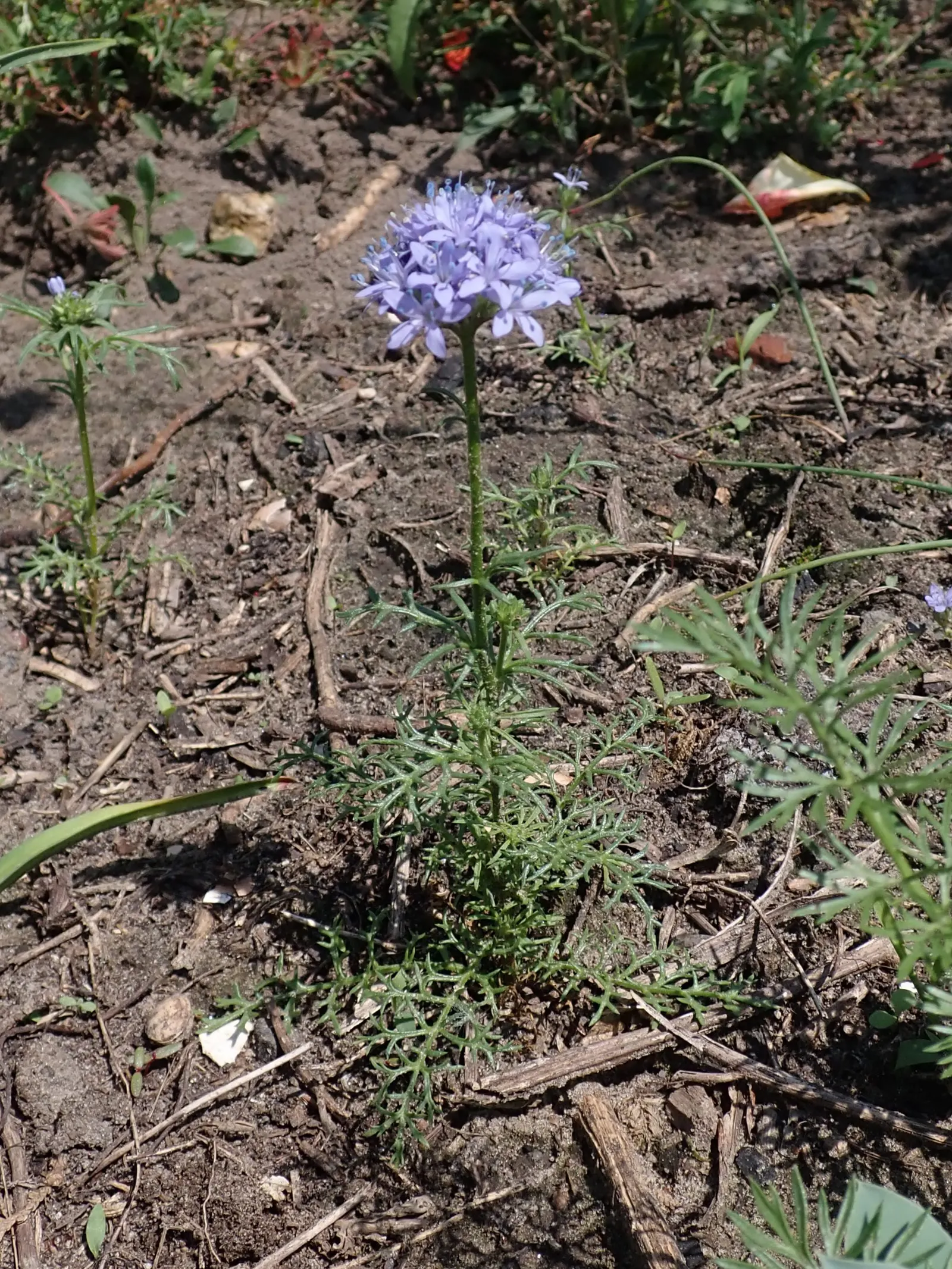 Blue Thimble Flower, Globe Gilia (Gilia Capitata) — presents a captivating sight in any garden with its whimsical spherical blooms; annual / wildflower for full