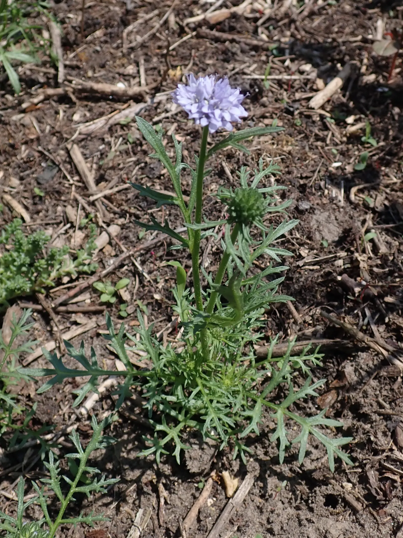 Blue Thimble Flower, Globe Gilia (Gilia Capitata) — A native to the west coast of North America