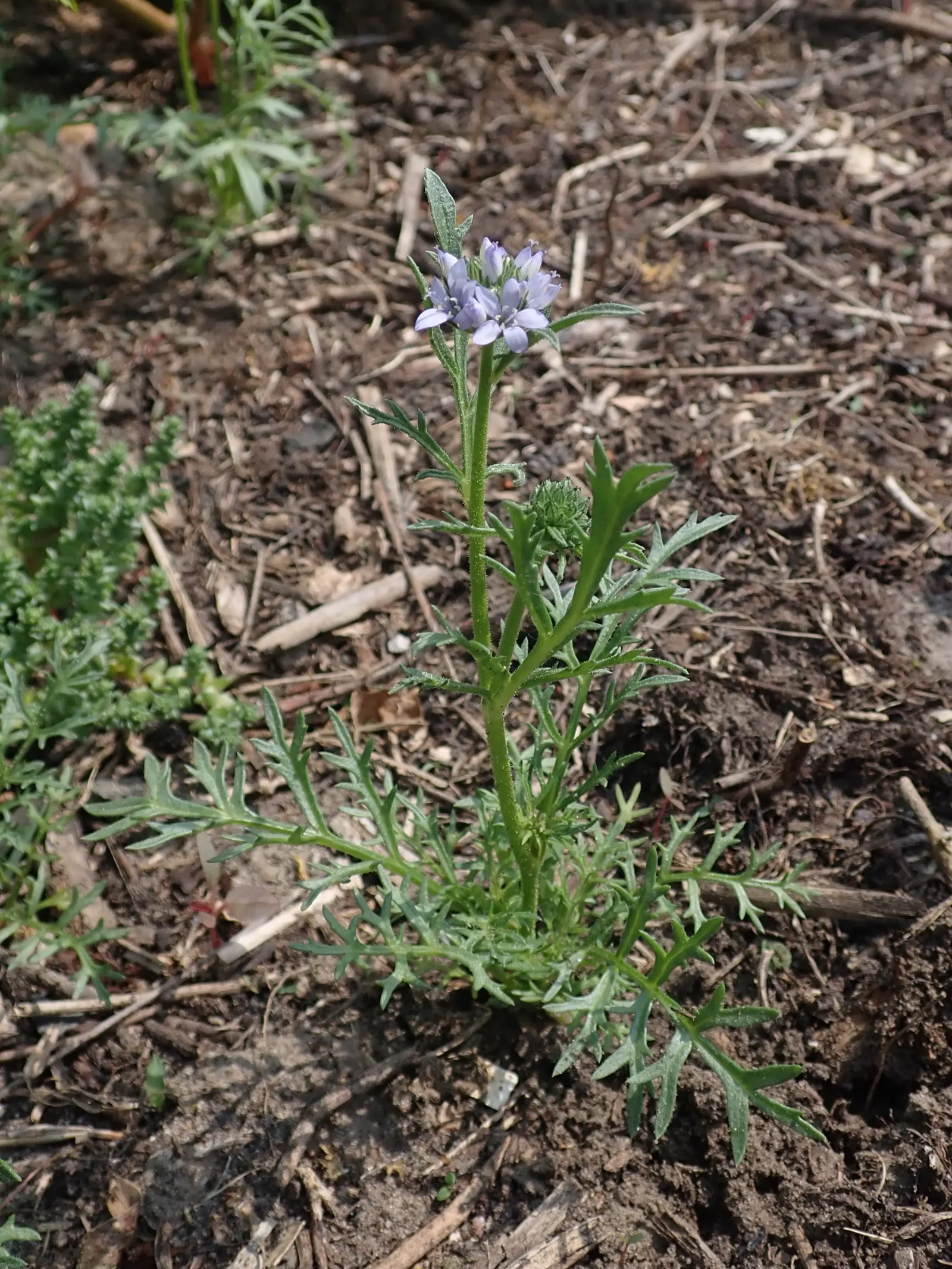Blue Thimble Flower, Globe Gilia (Gilia Capitata) — With a bloom period extending from spring to summer; cultivates a unique spherical form with blooms atop