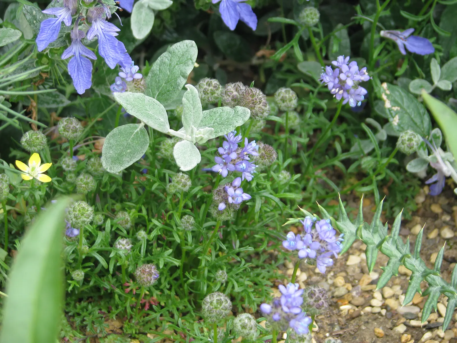Blue Thimble Flower, Globe Gilia (Gilia Capitata) — Globe Gilia is noteworthy for its upright; emerging in late spring and continuing through summer