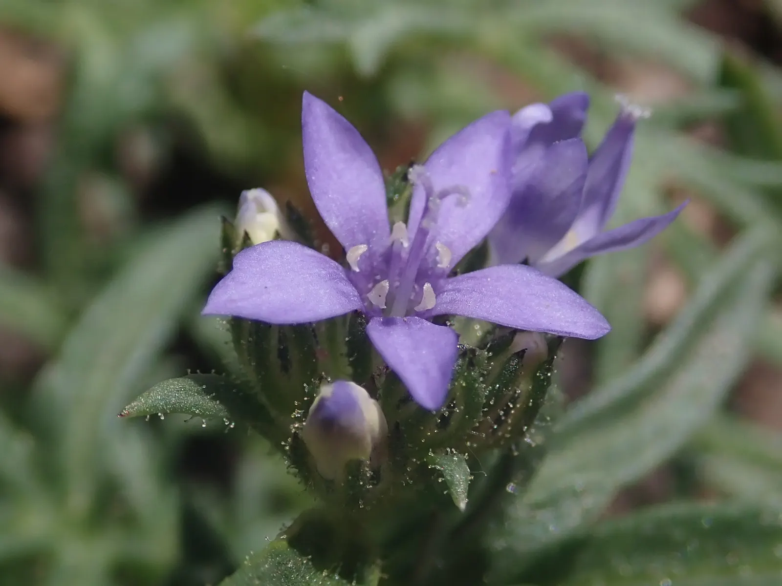Blue Thimble Flower, Globe Gilia (Gilia Capitata) — slender stems which sprout from a rosette of lacy basal leaves; it integrates well with other perennials