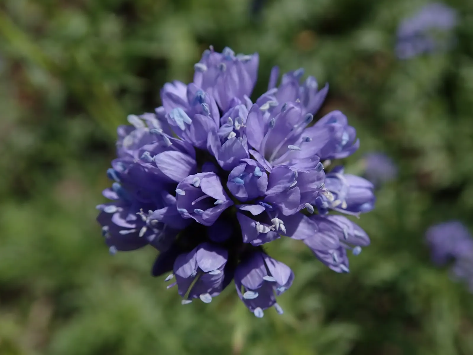 Blue Thimble Flower, Globe Gilia (Gilia Capitata) — A low-maintenance choice, it imbues meadows and borders with a whimsical charm; globe Gilia is, image 67