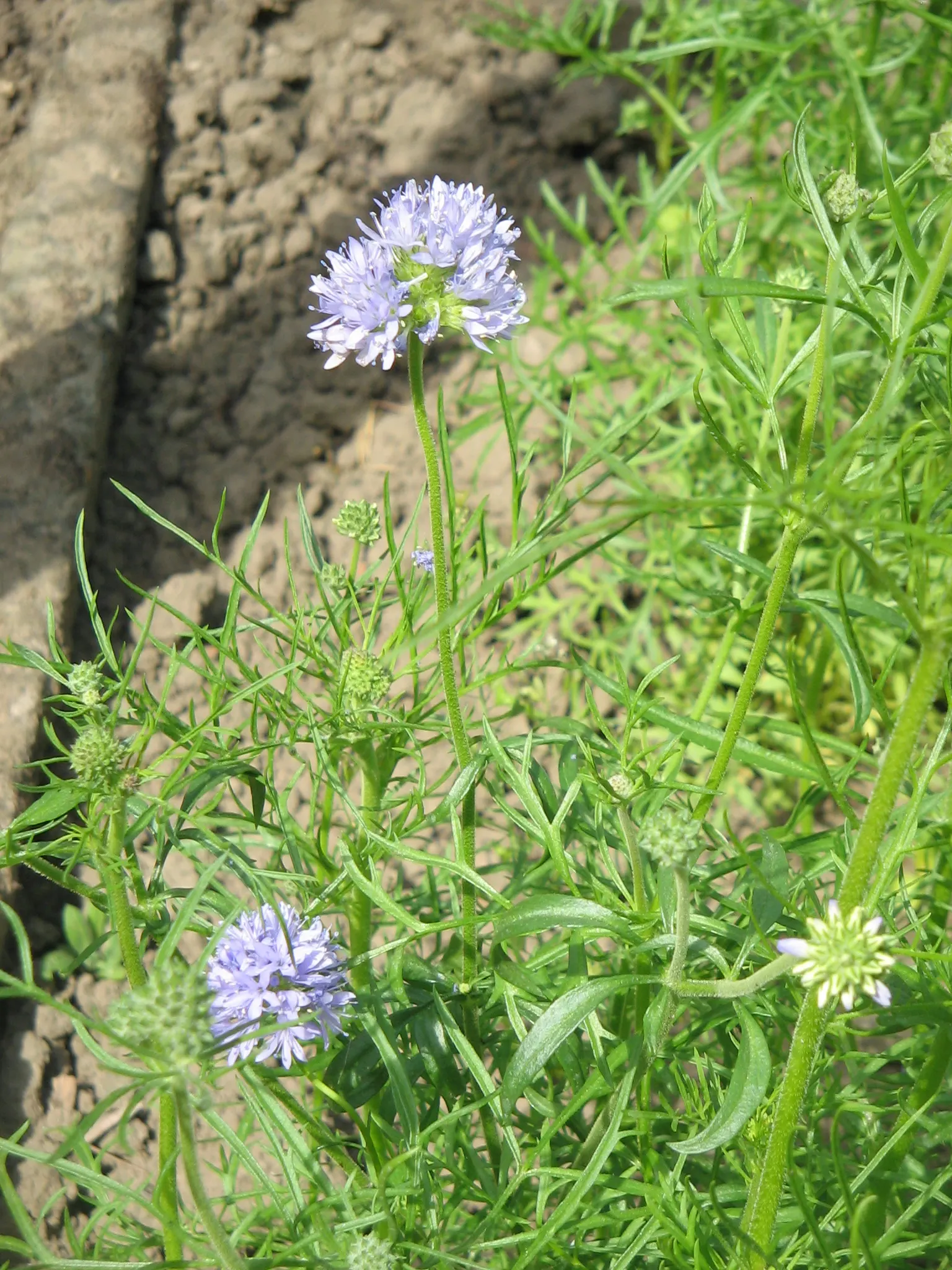 Blue Thimble Flower, Globe Gilia (Gilia Capitata) — thriving in USDA zones 3 through 9; consider its preference for full sun exposure and well-drained soils
