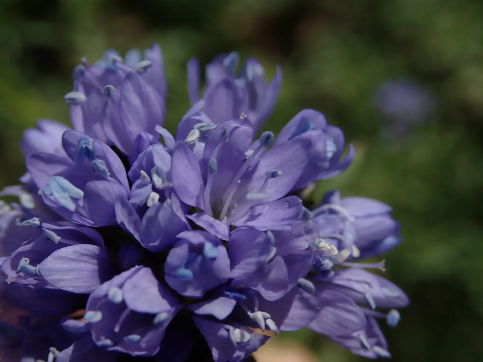 Blue Thimble Flower, Globe Gilia (Gilia Capitata) — These delicate blossoms, assembled in dense clusters, thrive in well-drained soils under full, image 64