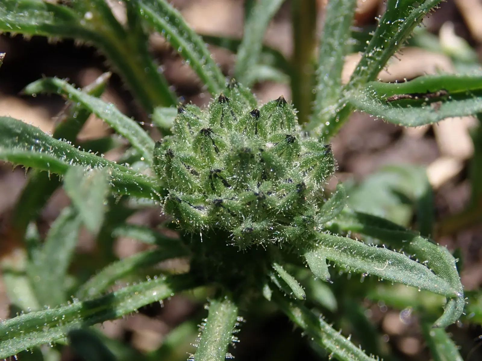 Blue Thimble Flower, Globe Gilia (Gilia Capitata) — slender stems which sprout from a rosette of lacy basal leaves; it integrates well with other, image 77