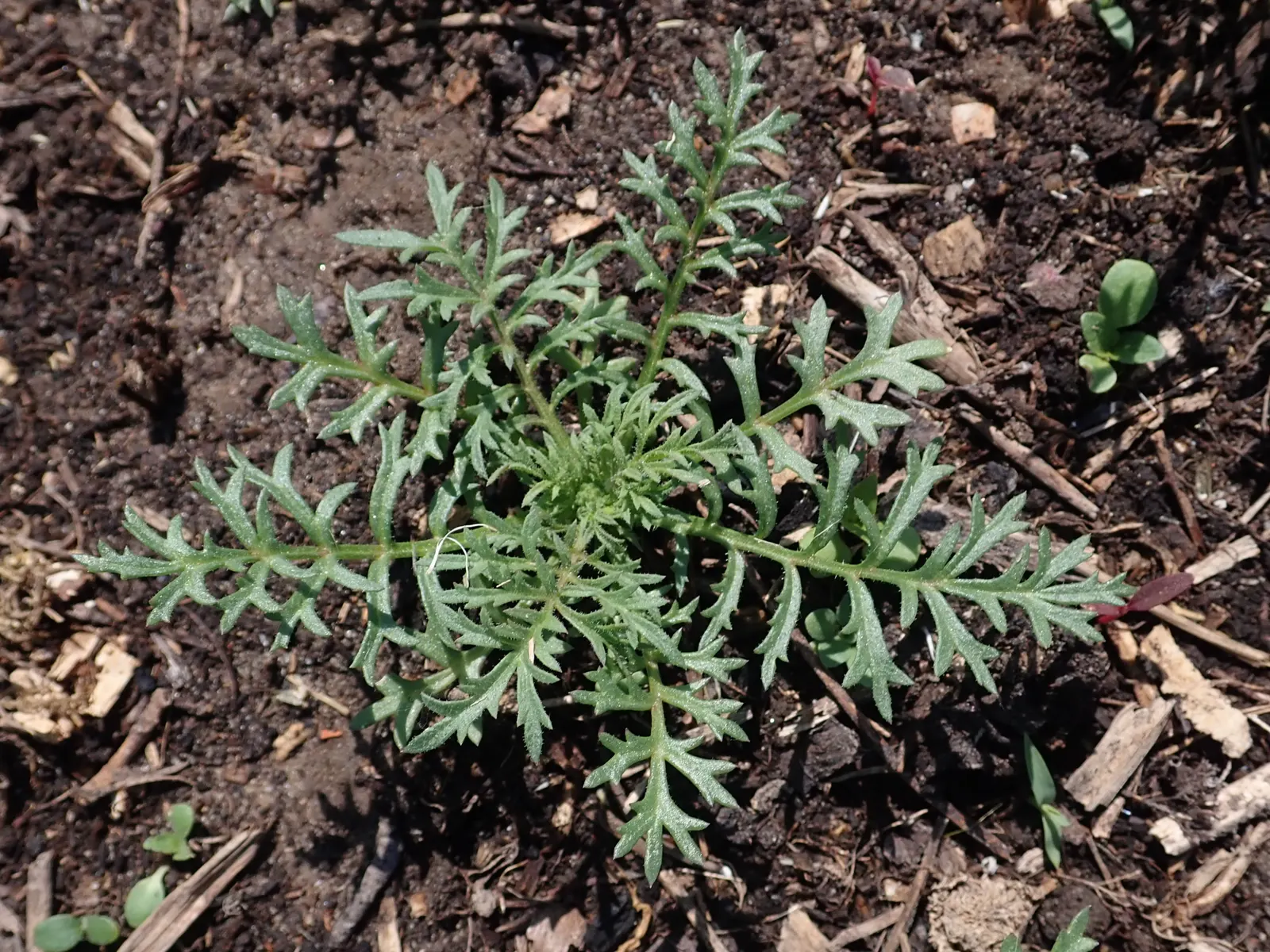 Blue Thimble Flower, Globe Gilia (Gilia Capitata) — or Blue Thimble Flower (Gilia capitata); particularly in periods of drought, image 68
