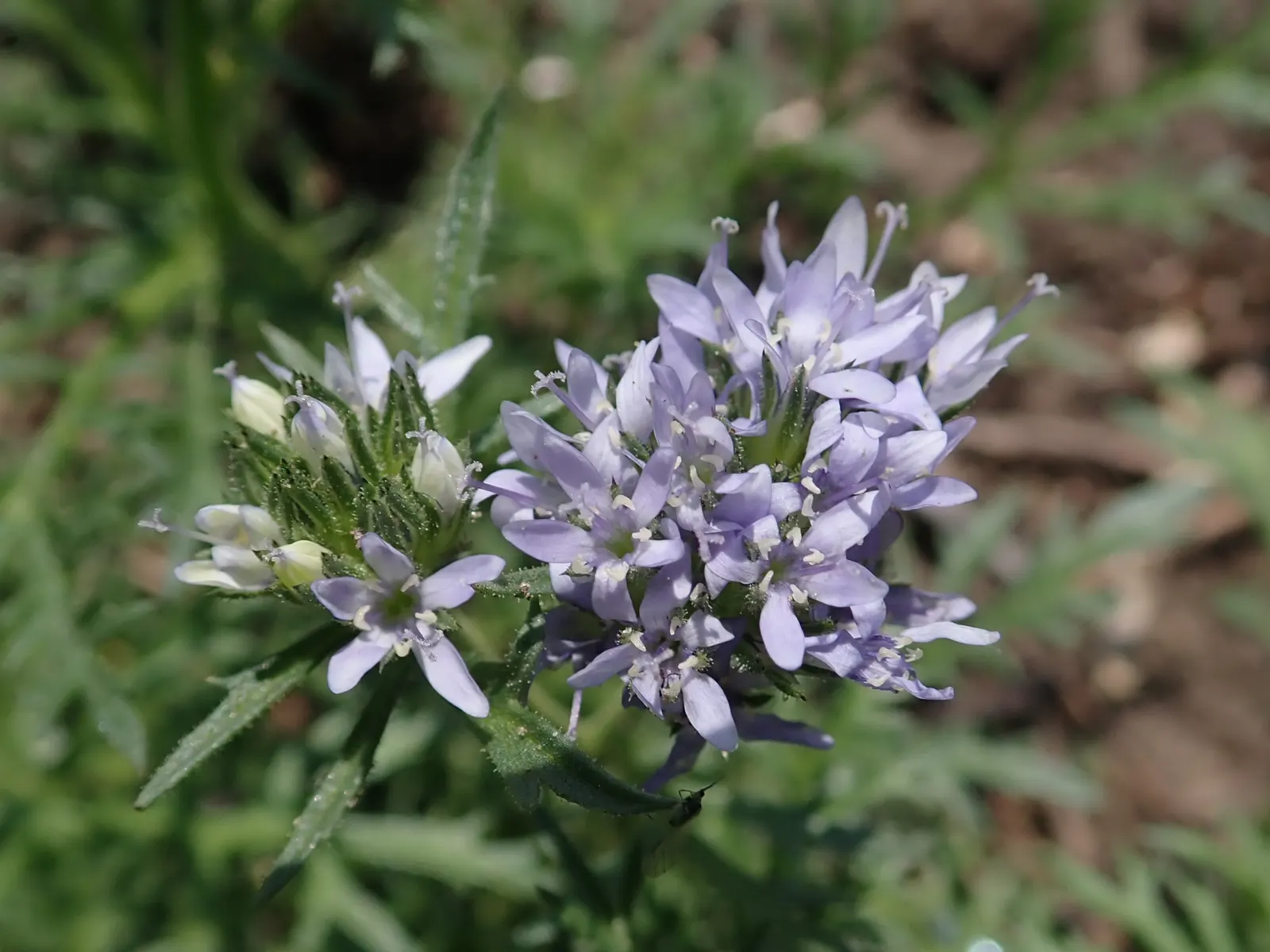 Blue Thimble Flower, Globe Gilia (Gilia Capitata) — it integrates well with other perennials and grasses to craft diverse