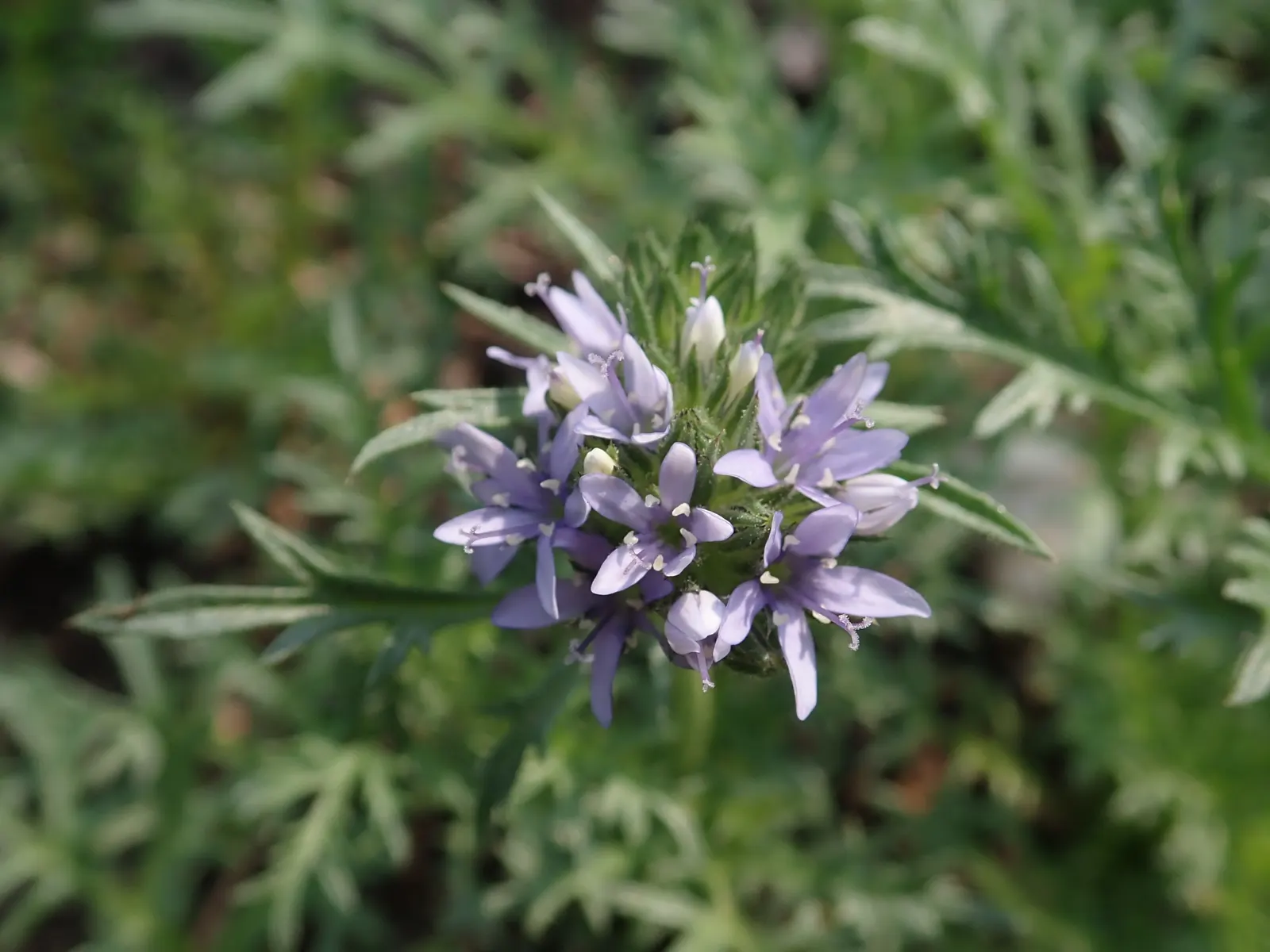 Blue Thimble Flower, Globe Gilia (Gilia Capitata) — It's ideal for wildflower meadows; thimble-shaped display.<br><br>Often planted in drifts or clusters