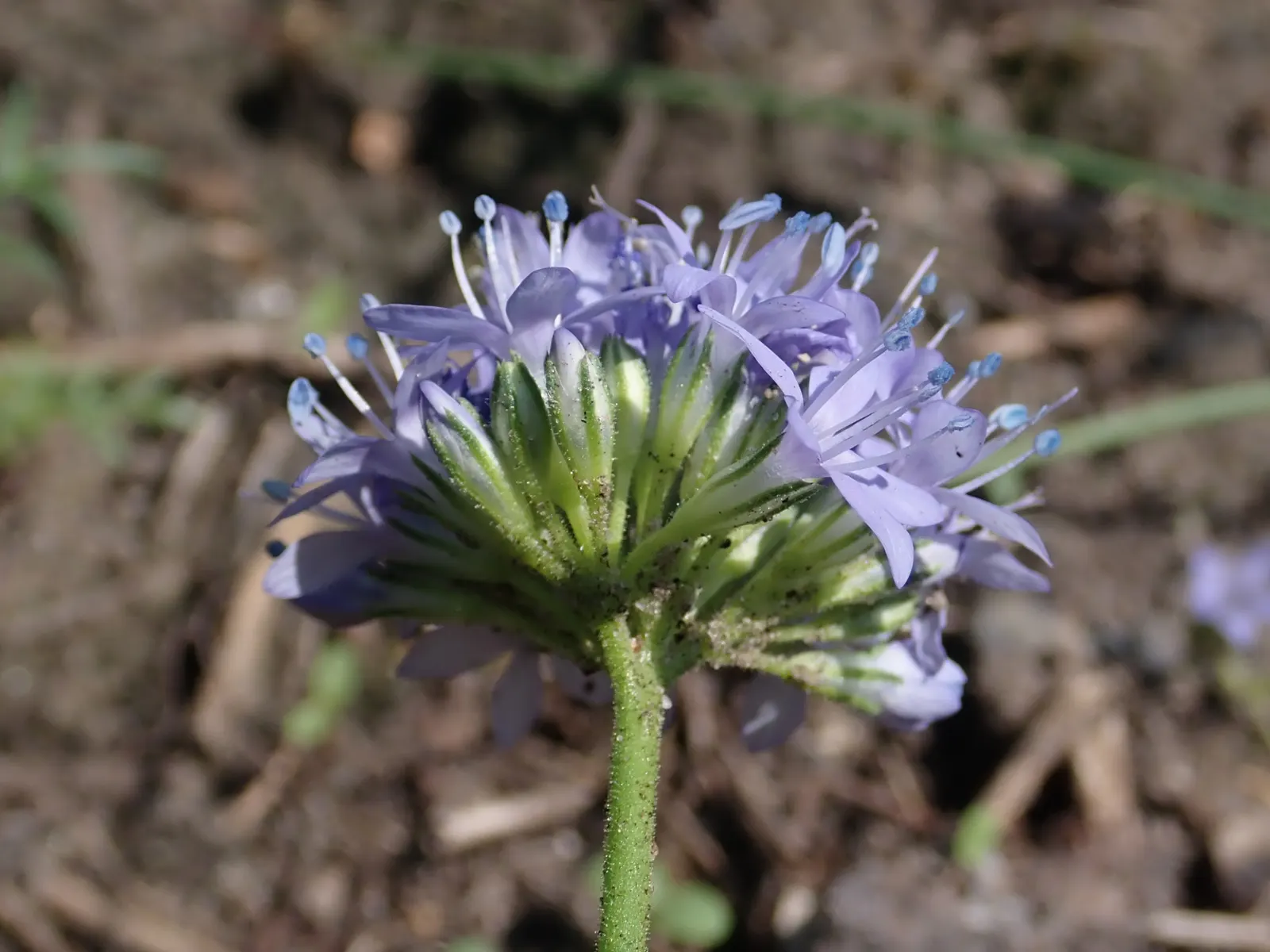 Blue Thimble Flower, Globe Gilia (Gilia Capitata) — presents a captivating sight in any garden with its whimsical spherical blooms