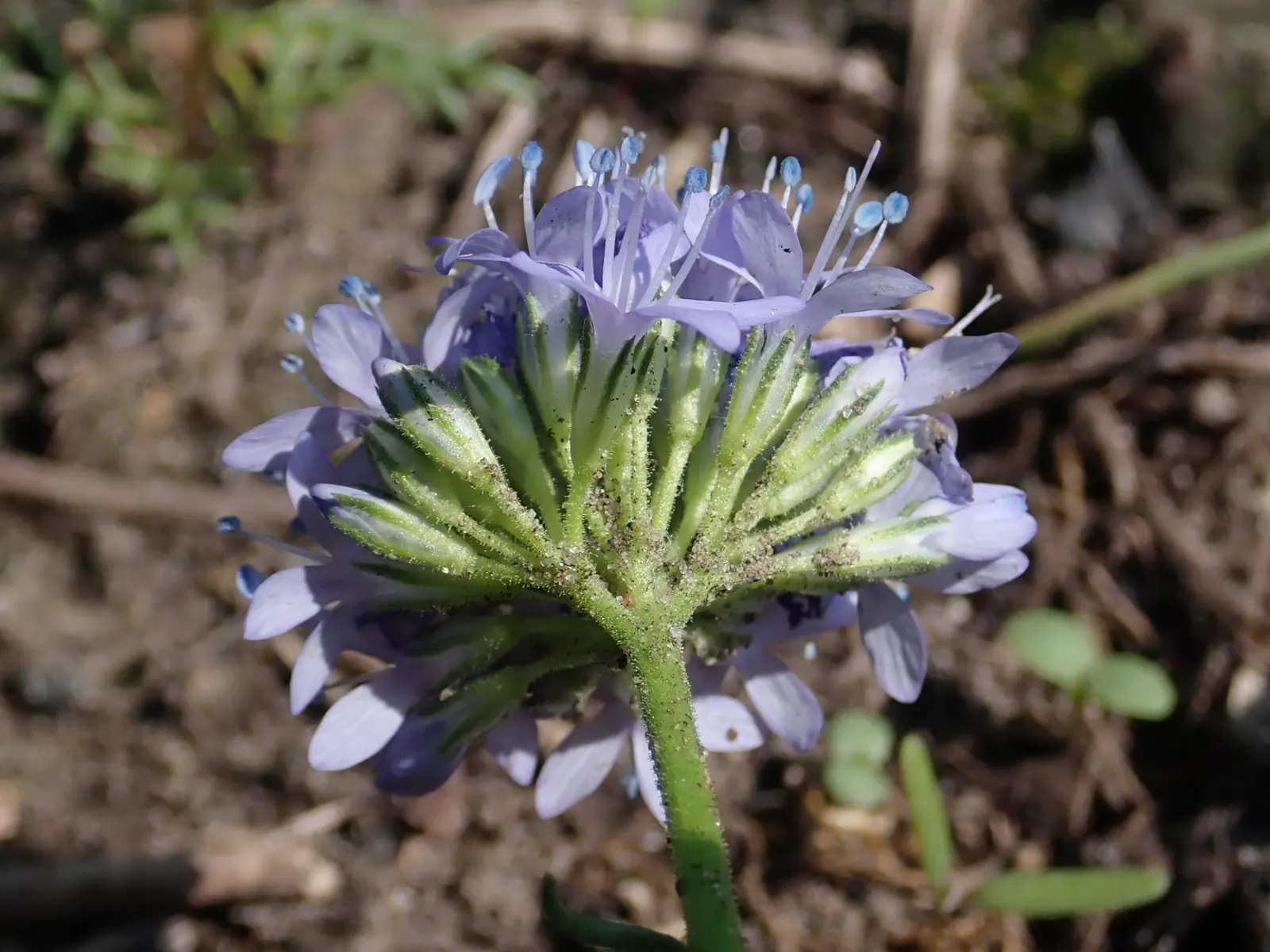 Blue Thimble Flower, Globe Gilia (Gilia Capitata) — measuring approximately 1 inch in diameter; blue and violet flowers in the garden, image 73