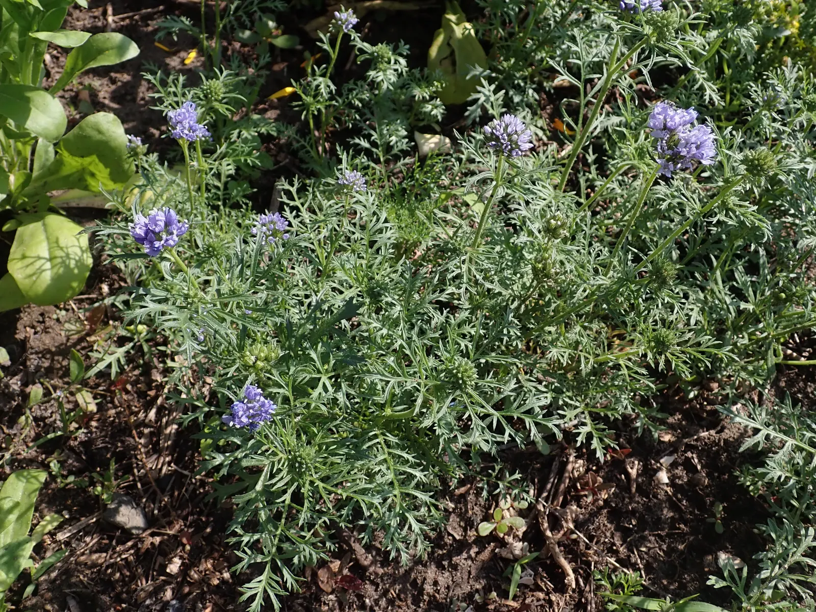 Blue Thimble Flower, Globe Gilia (Gilia Capitata) — and with its comfortable stature; this low-maintenance flower requires regular watering during its growing