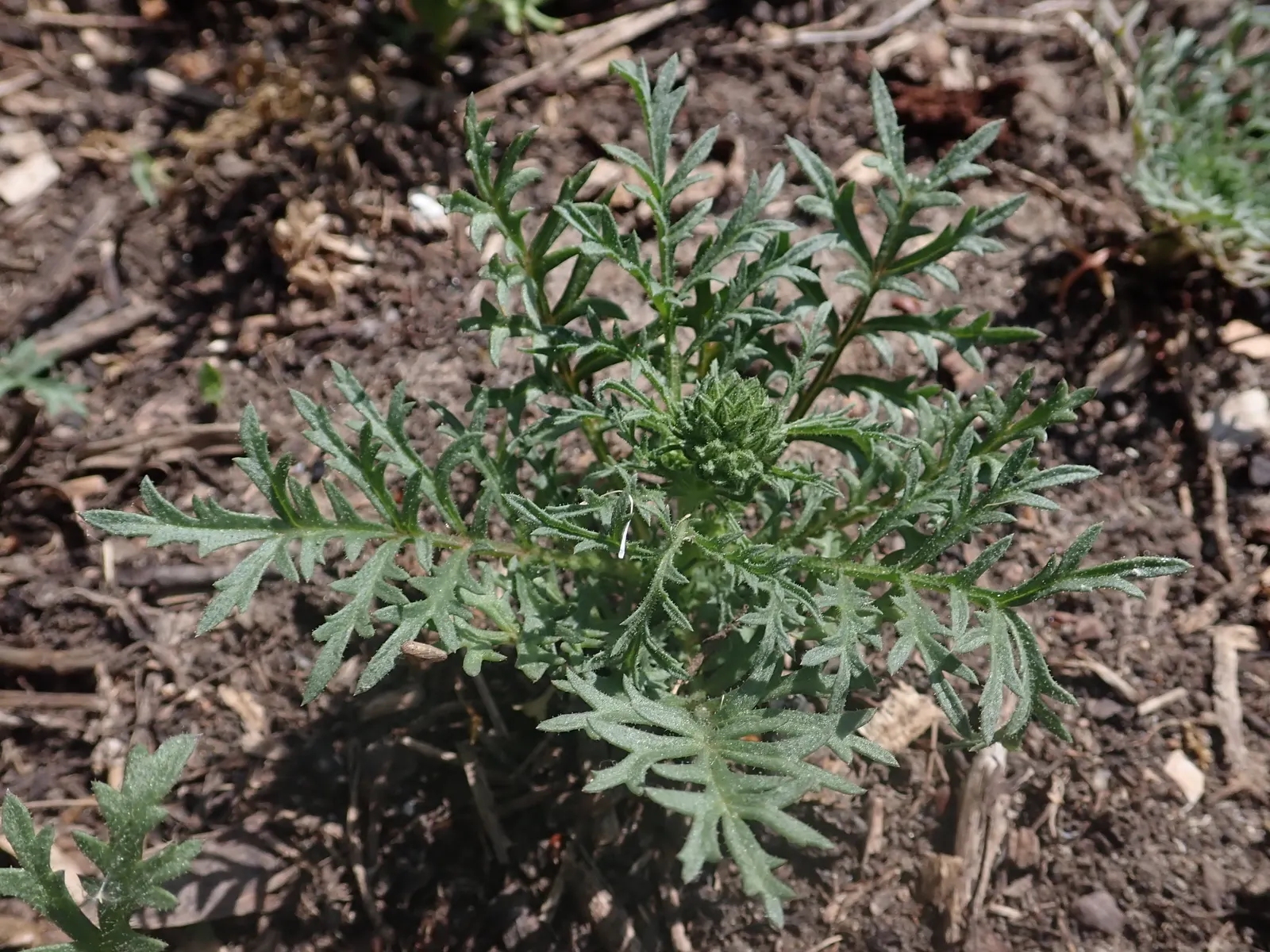 Blue Thimble Flower, Globe Gilia (Gilia Capitata) — reaching heights of 1-2 feet