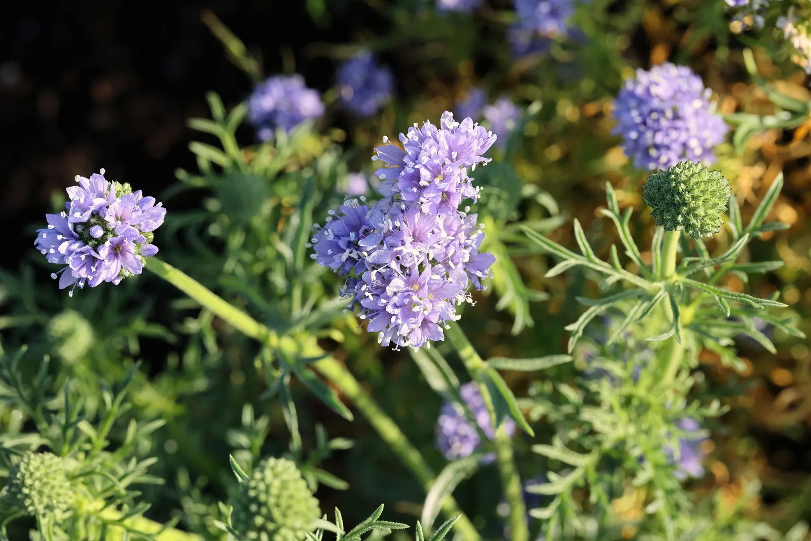 Blue Thimble Flower, Globe Gilia (Gilia Capitata) — thimble-shaped display.<br><br>Often planted in drifts or clusters