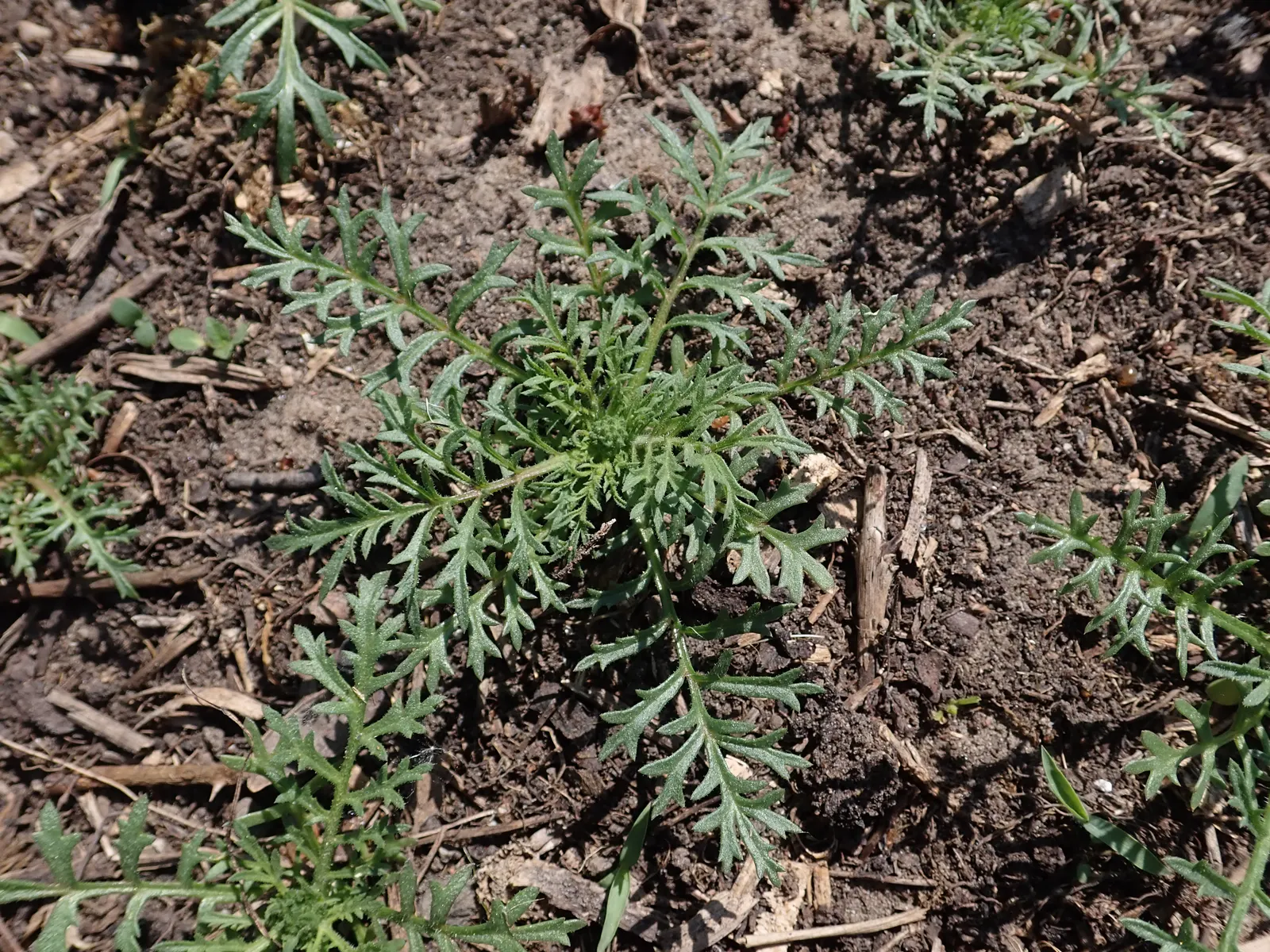 Blue Thimble Flower, Globe Gilia (Gilia Capitata) — emerging in late spring and continuing through summer