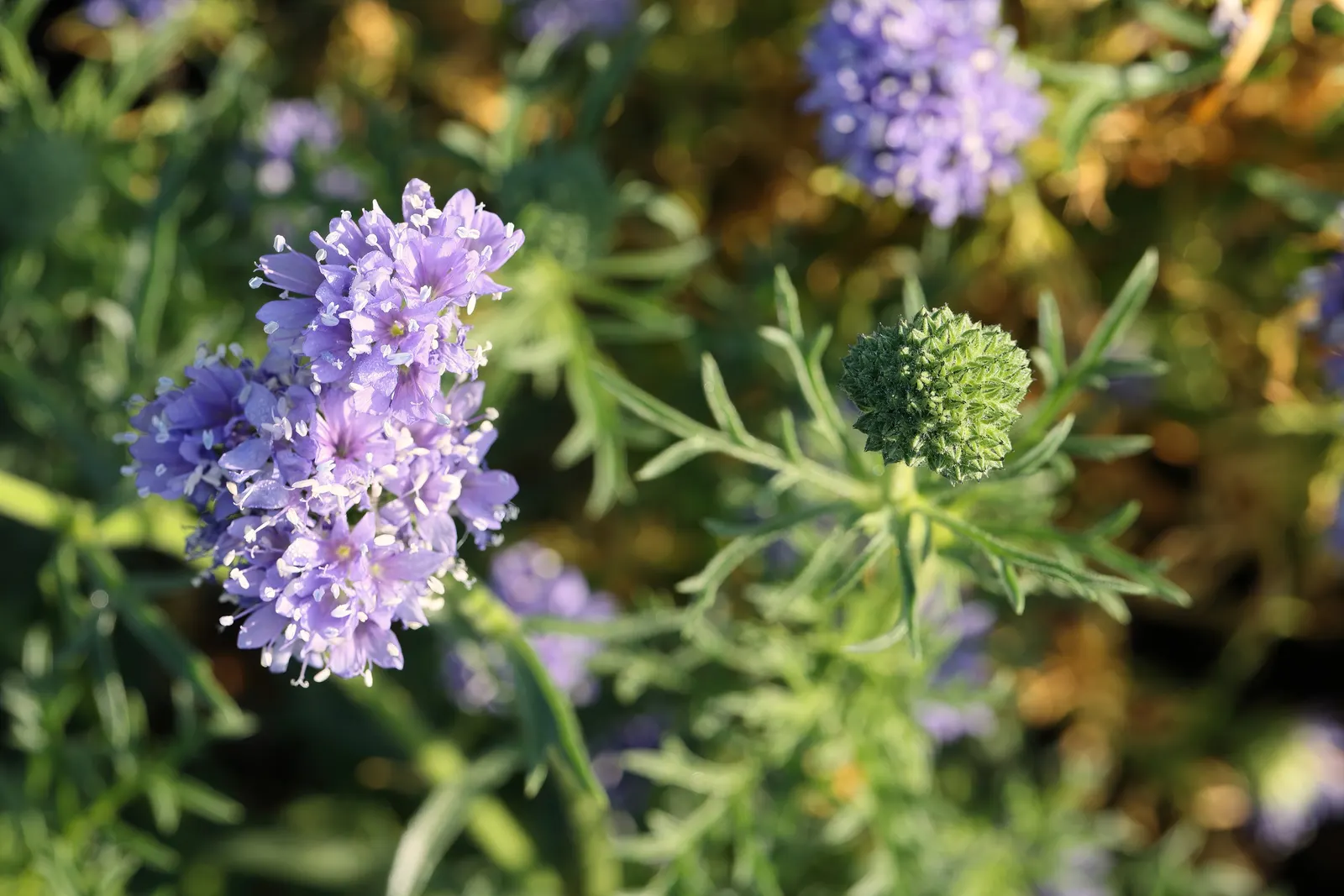 Blue Thimble Flower, Globe Gilia (Gilia Capitata) — or Blue Thimble Flower (Gilia capitata)