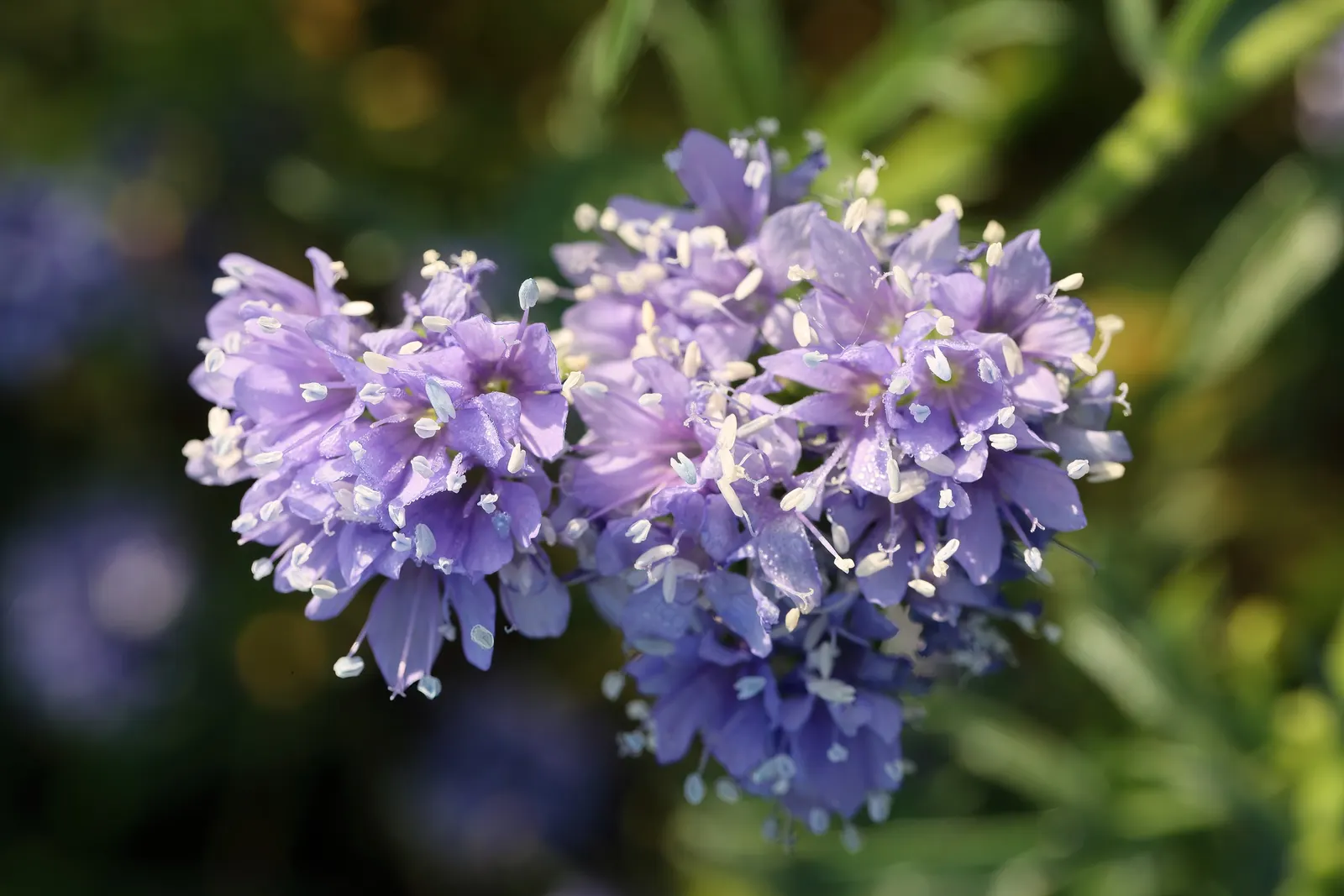 Blue Thimble Flower, Globe Gilia (Gilia Capitata) — With a bloom period extending from spring to summer