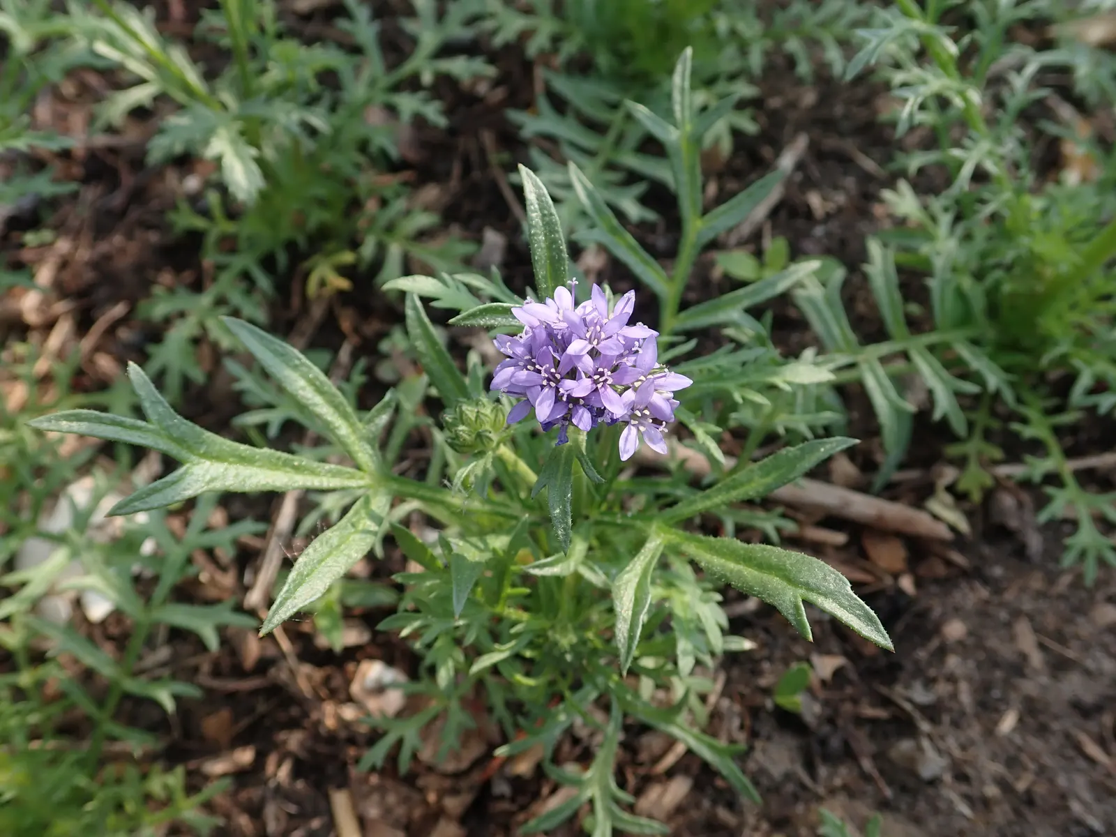 Blue Thimble Flower, Globe Gilia (Gilia Capitata) — presents a captivating sight in any garden with its whimsical spherical blooms; annual /, image 69