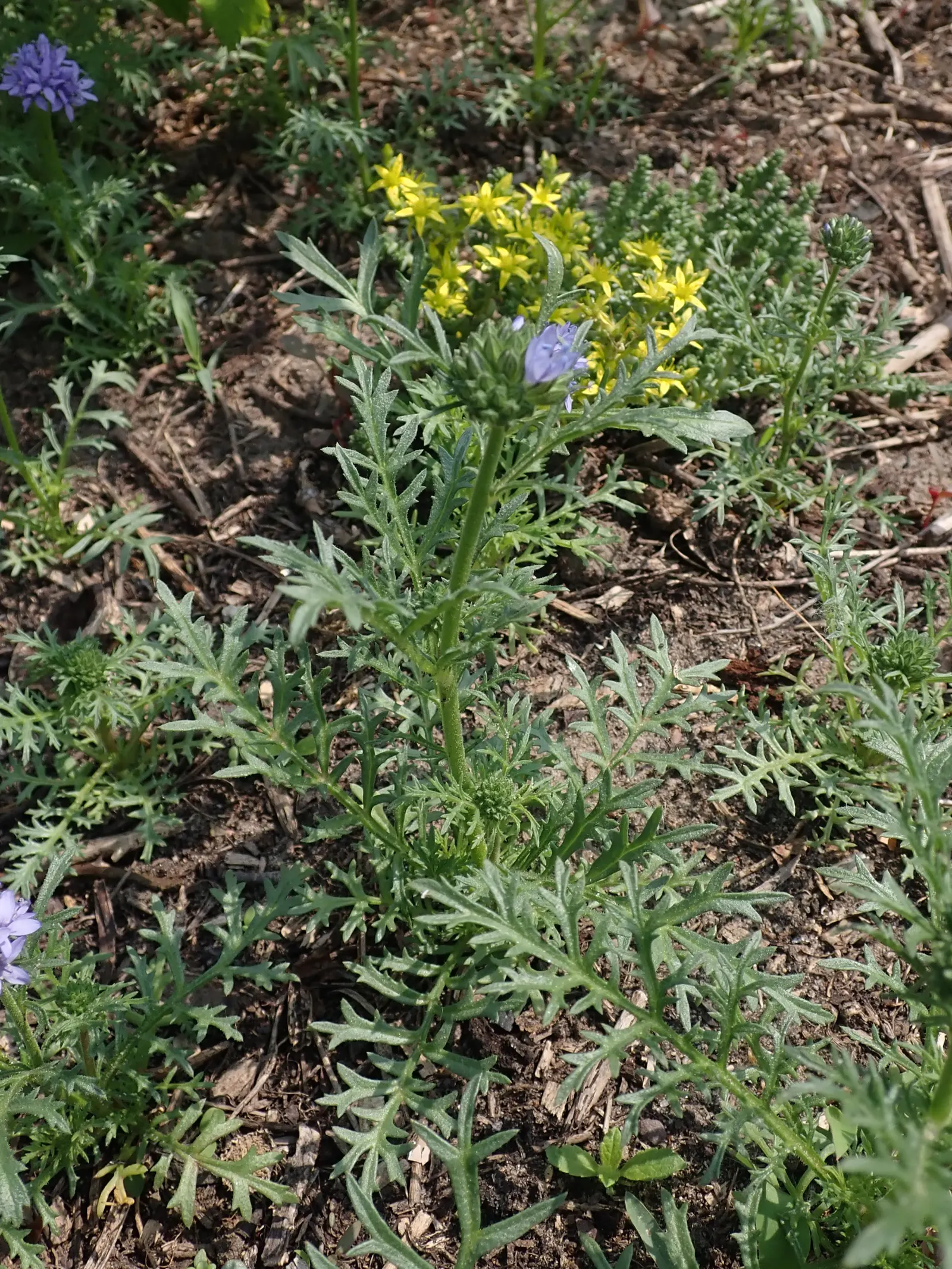 Blue Thimble Flower, Globe Gilia (Gilia Capitata) — consider its preference for full sun exposure and well-drained soils; it's ideal for wildflower meadows