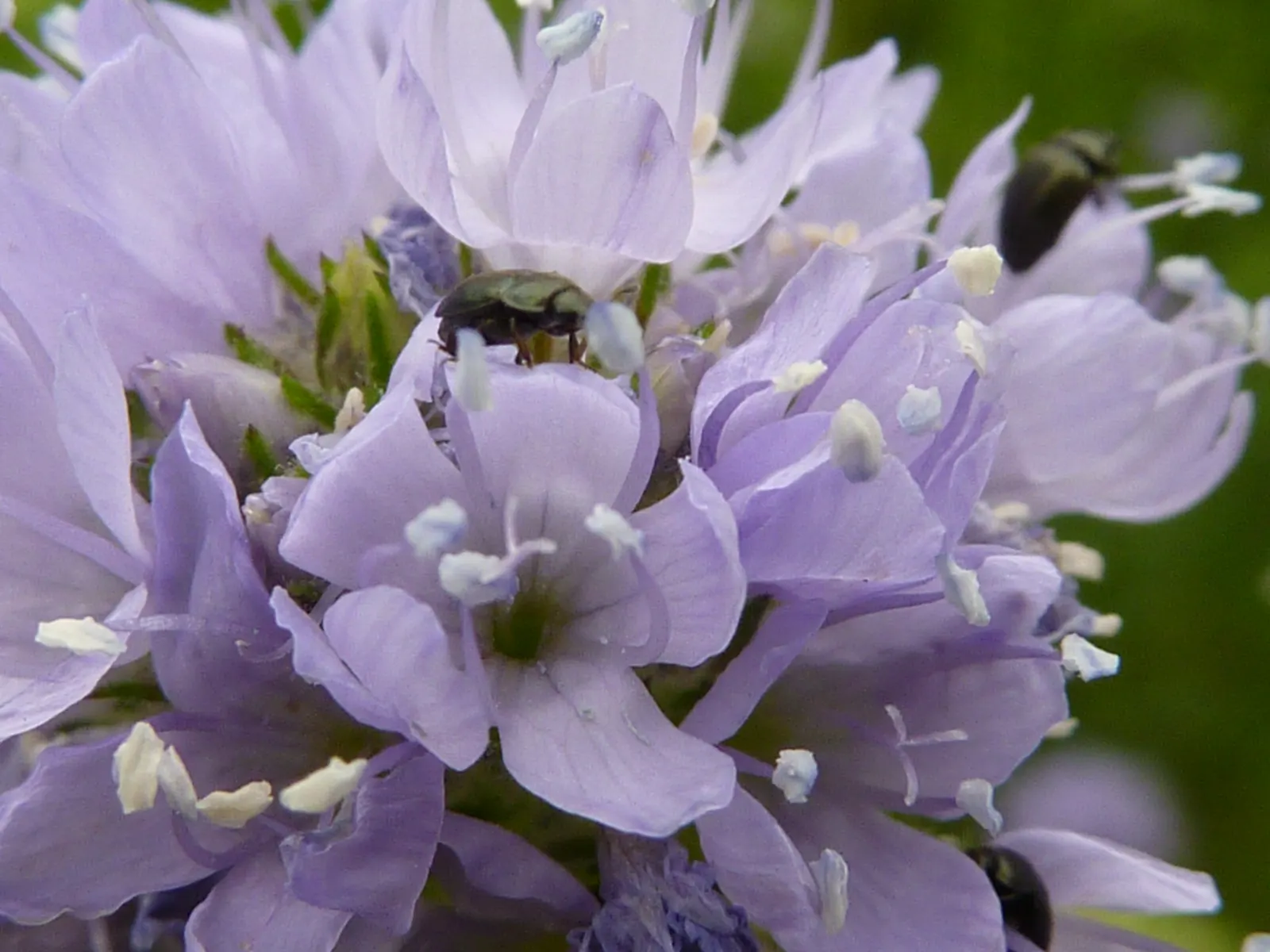 Blue Thimble Flower, Globe Gilia (Gilia Capitata) — thimble-shaped display.<br><br>Often planted in drifts or clusters; thriving in USDA zones 3 through 9