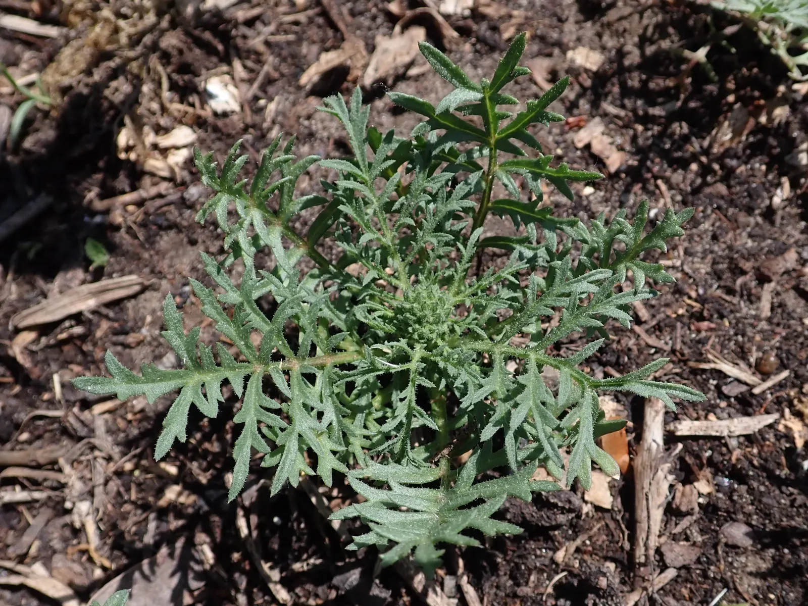 Blue Thimble Flower, Globe Gilia (Gilia Capitata) — or Blue Thimble Flower (Gilia capitata); particularly in periods of drought