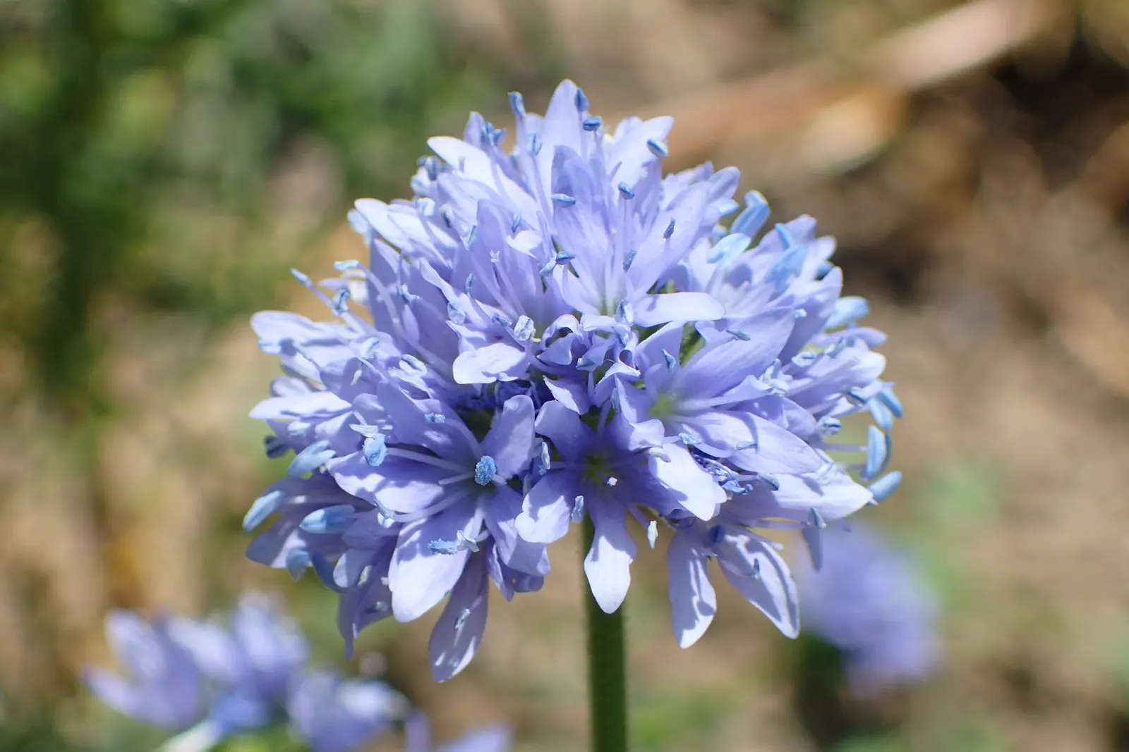 Blue Thimble Flower, Globe Gilia (Gilia Capitata) — annual / wildflower with blue and violet blooms; are magnets for pollinators