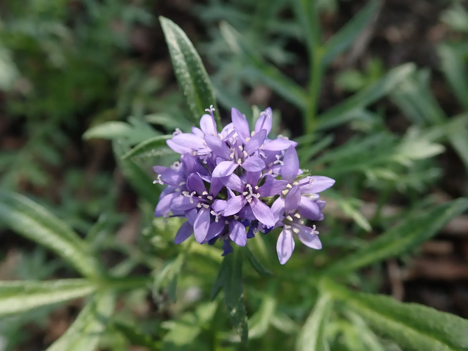 Blue Thimble Flower, Globe Gilia (Gilia Capitata) — this annual wildflower reaches heights ranging from 12 to 24 inches; boast an array of vivid, image 71