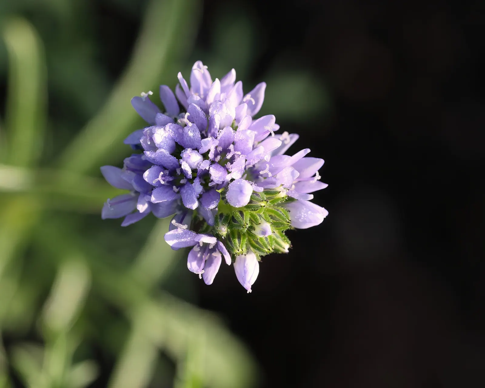 Blue Thimble Flower, Globe Gilia (Gilia Capitata) — emerging in late spring and continuing through summer; a native to the west coast of North, image 79