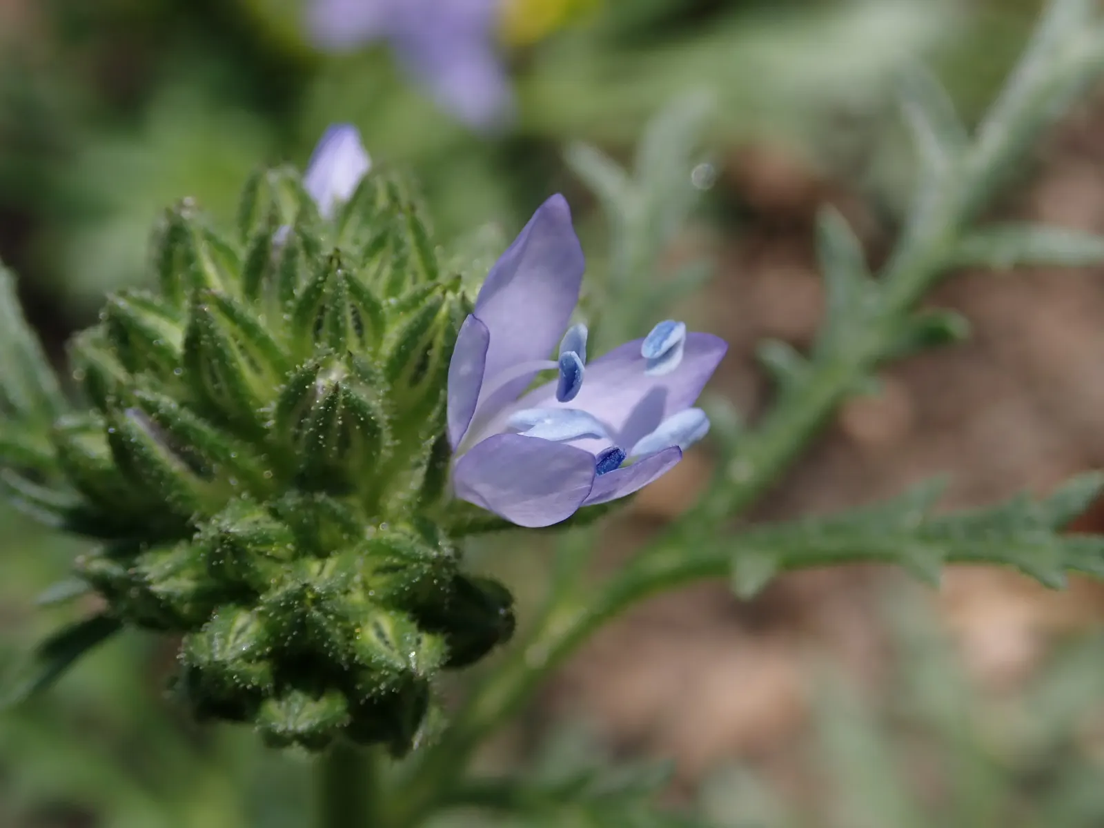 Blue Thimble Flower, Globe Gilia (Gilia Capitata) — thimble-shaped display.<br><br>Often planted in drifts or clusters; thriving in USDA zones 3, image 75