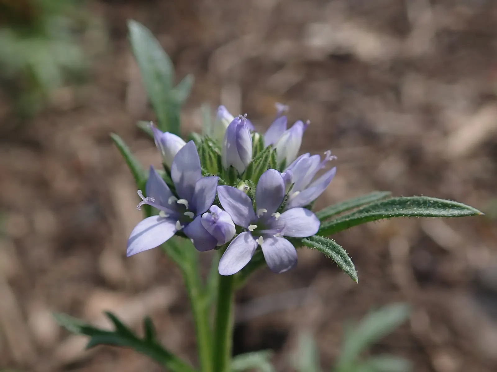 Blue Thimble Flower, Globe Gilia (Gilia Capitata) — A low-maintenance choice, it imbues meadows and borders with a whimsical charm; globe Gilia is noteworthy