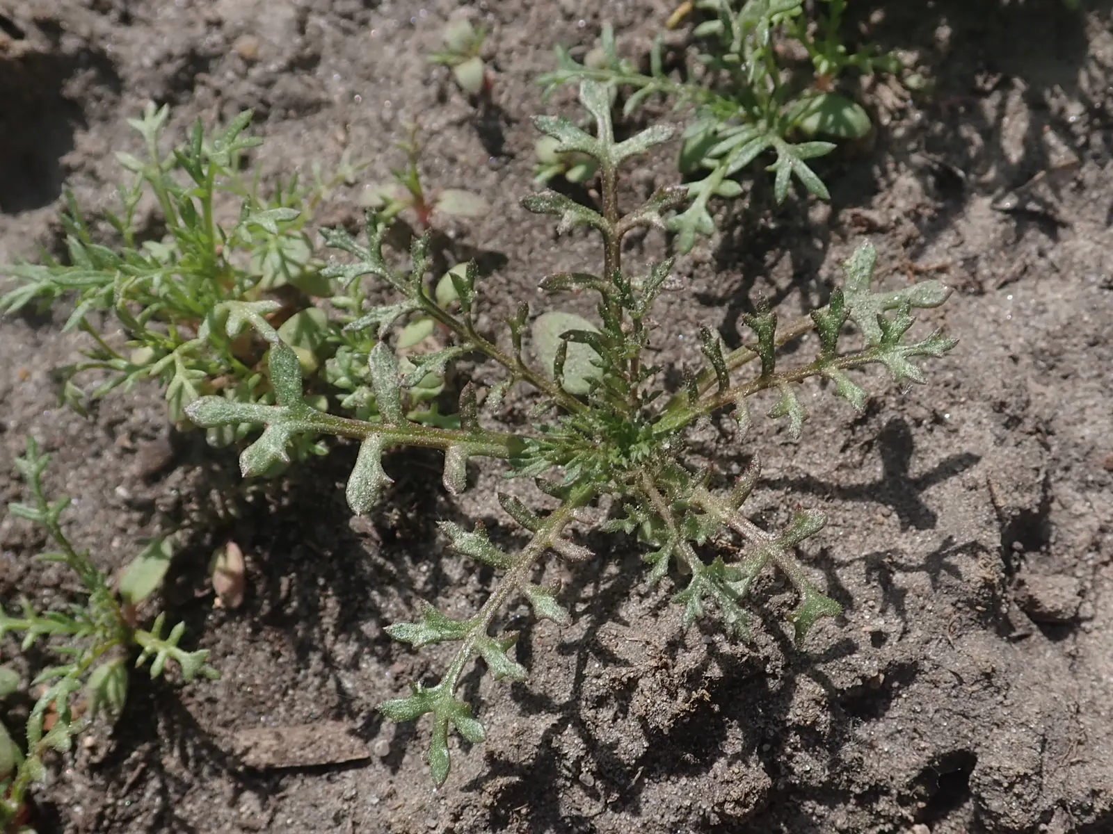 Blue Thimble Flower, Globe Gilia (Gilia Capitata) — reaching heights of 1-2 feet; the foliage spans roughly 6 inches across, while the stems stretch upwards