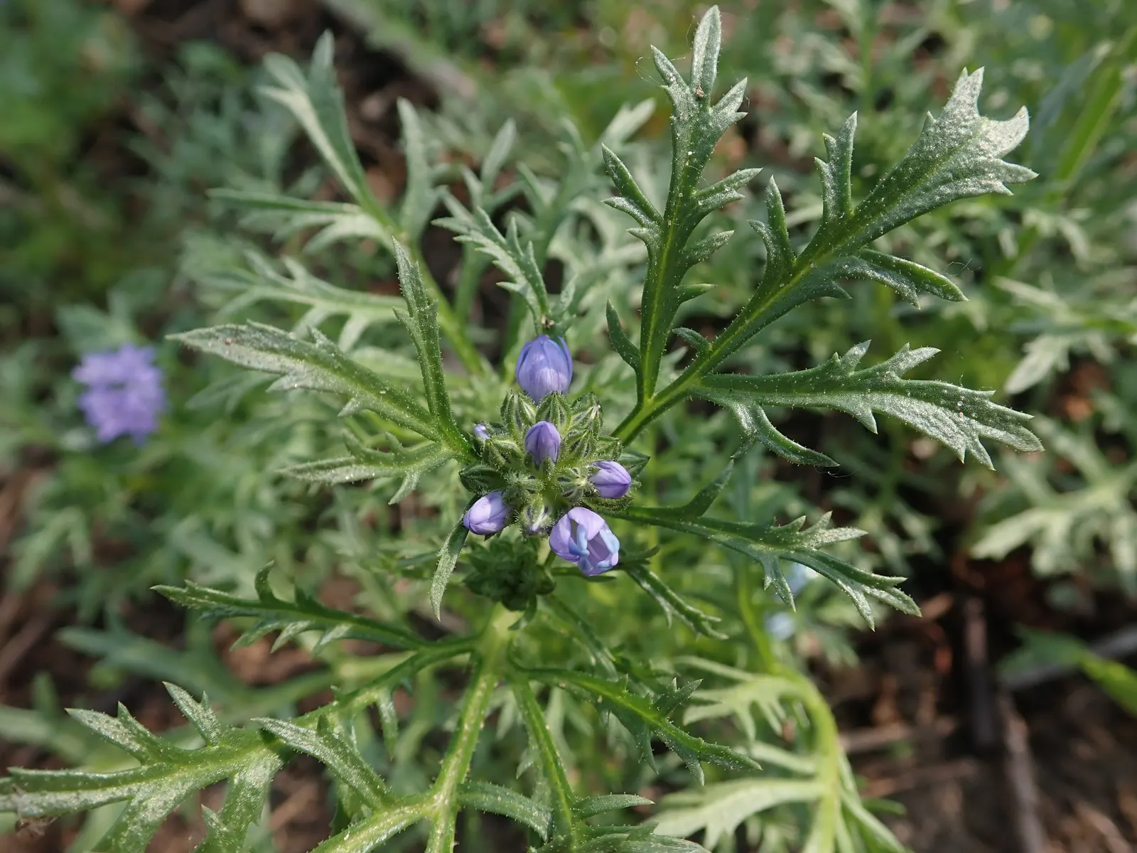 Blue Thimble Flower, Globe Gilia (Gilia Capitata) — Globe Gilia is noteworthy for its upright