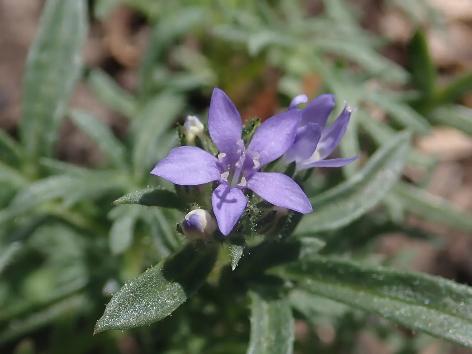 Blue Thimble Flower, Globe Gilia (Gilia Capitata) — and with its comfortable stature
