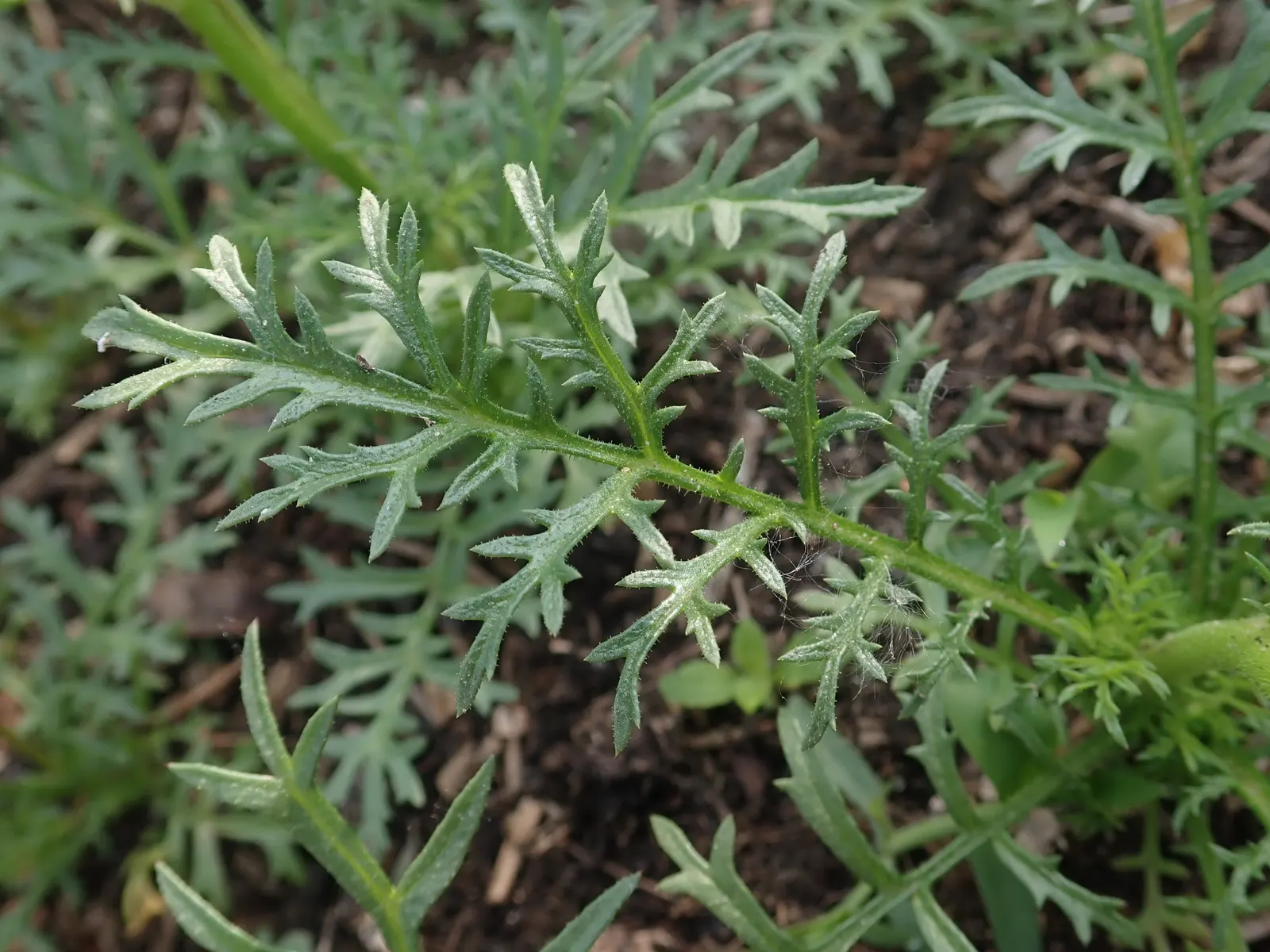 Blue Thimble Flower, Globe Gilia (Gilia Capitata) — The foliage spans roughly 6 inches across, while the stems stretch upwards, creating a light, image 48