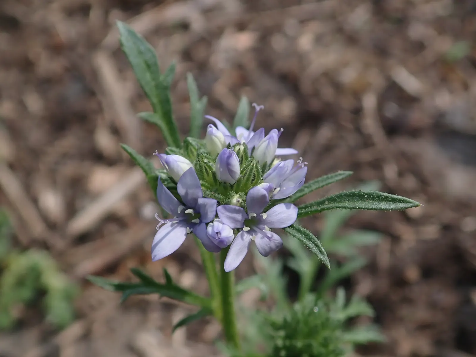 Blue Thimble Flower, Globe Gilia (Gilia Capitata) — annual / wildflower with blue and violet blooms