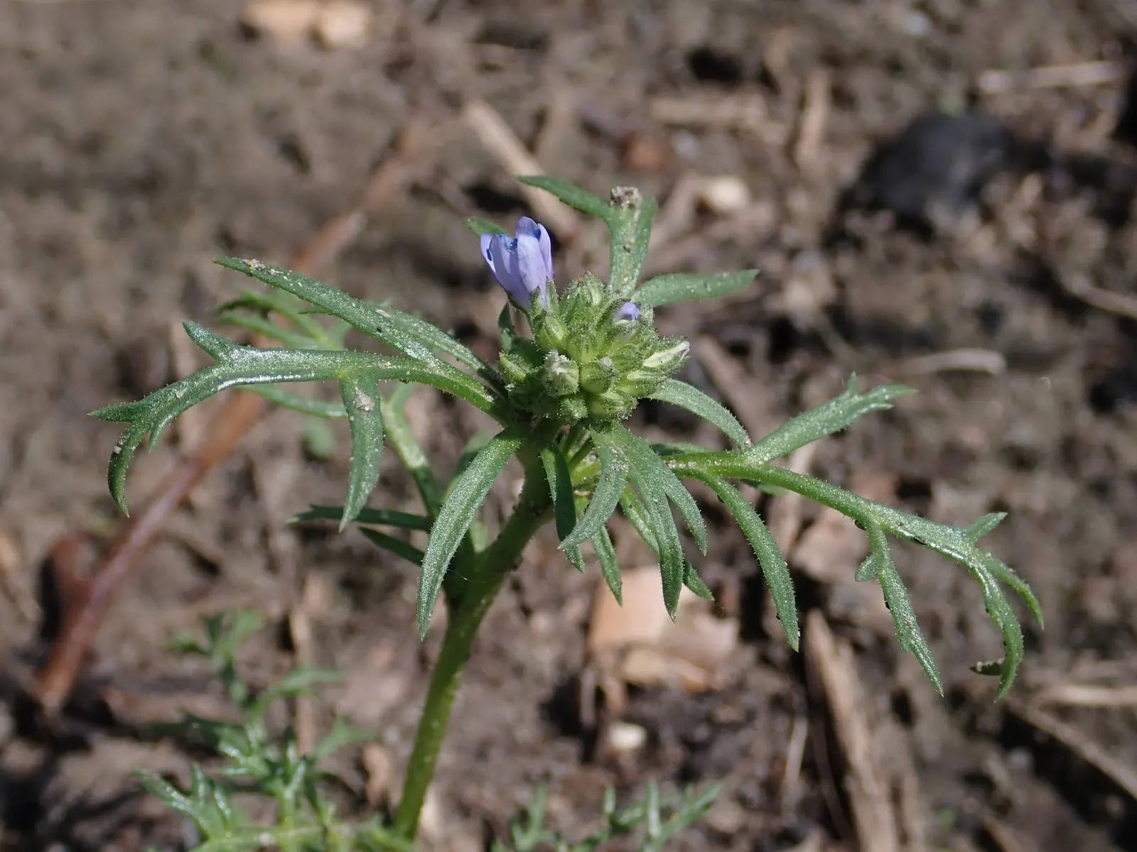 Blue Thimble Flower, Globe Gilia (Gilia Capitata) — thriving in USDA zones 3 through 9; consider its preference for full sun exposure and, image 72