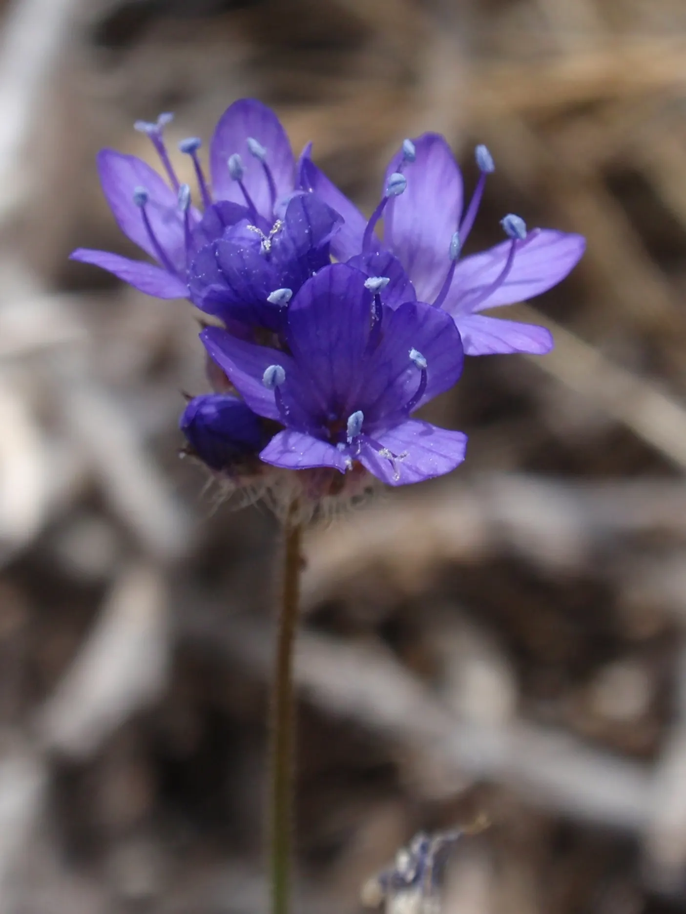 Blue Thimble Flower, Globe Gilia (Gilia Capitata) — A low-maintenance choice, it imbues meadows and borders with a whimsical charm