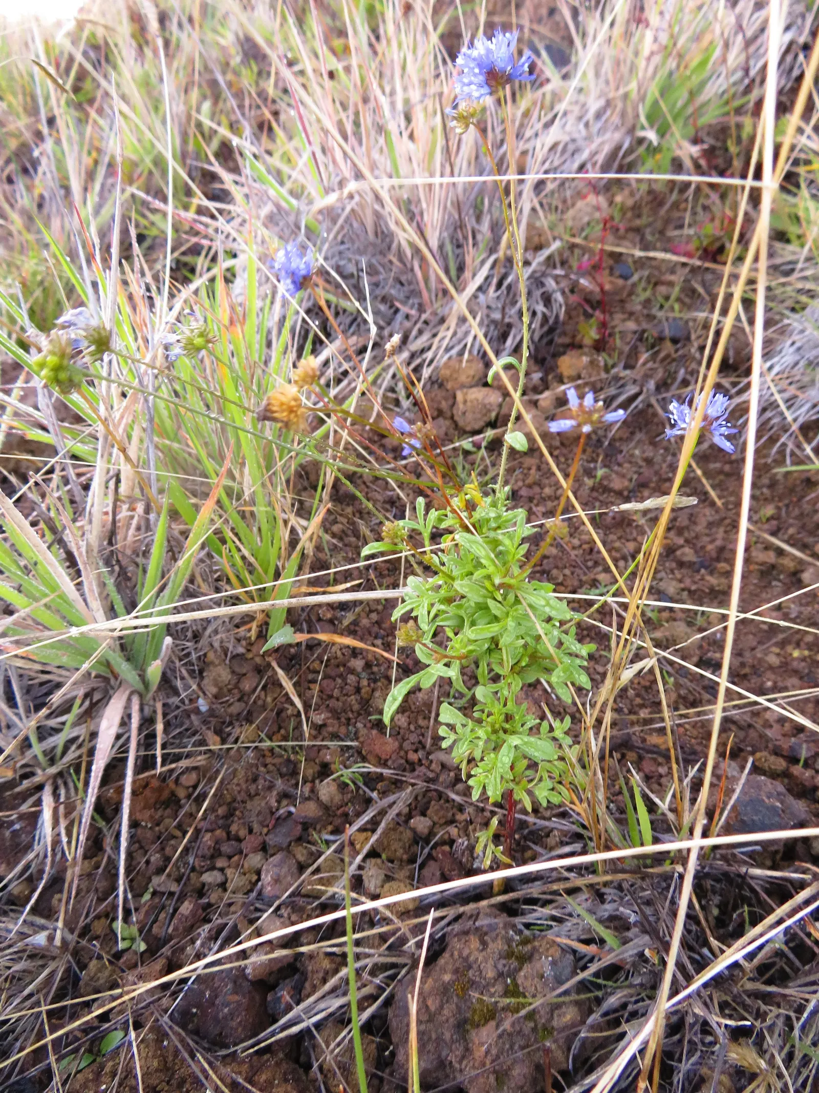 Blue Thimble Flower, Globe Gilia (Gilia Capitata) — Globe Gilia is noteworthy for its upright; emerging in late spring and continuing through summer, image 76