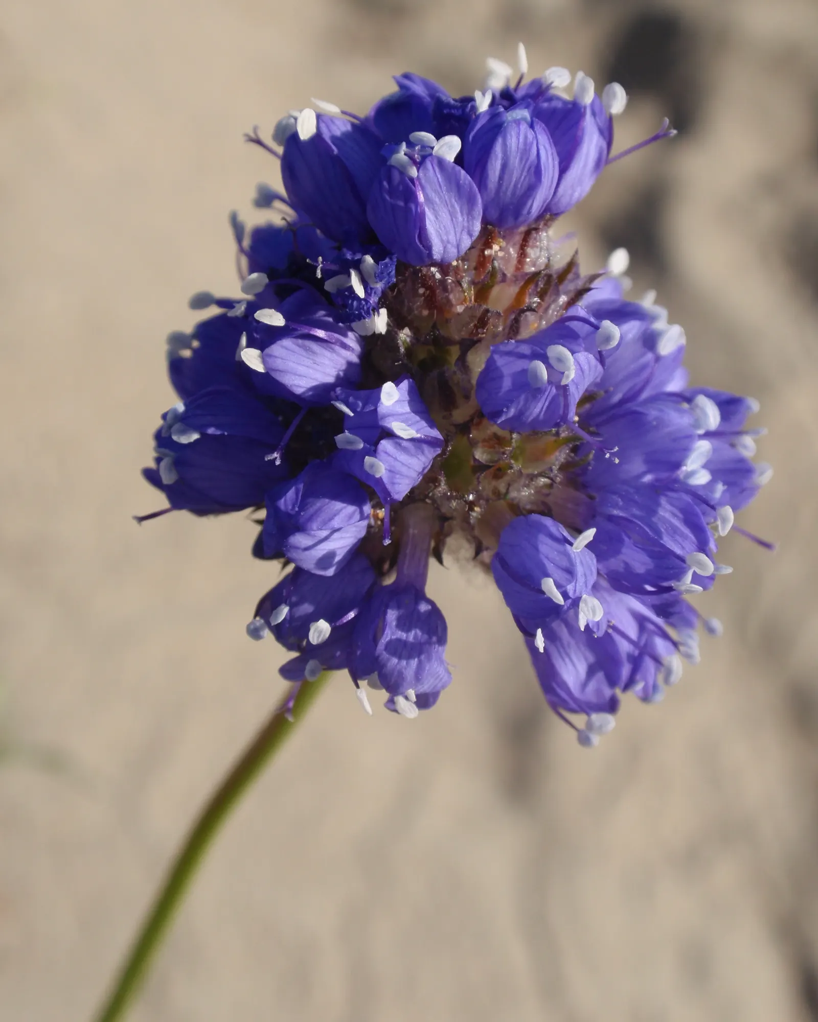 Blue Thimble Flower, Globe Gilia (Gilia Capitata) — The foliage spans roughly 6 inches across, while the stems stretch upwards, creating a light, image 78